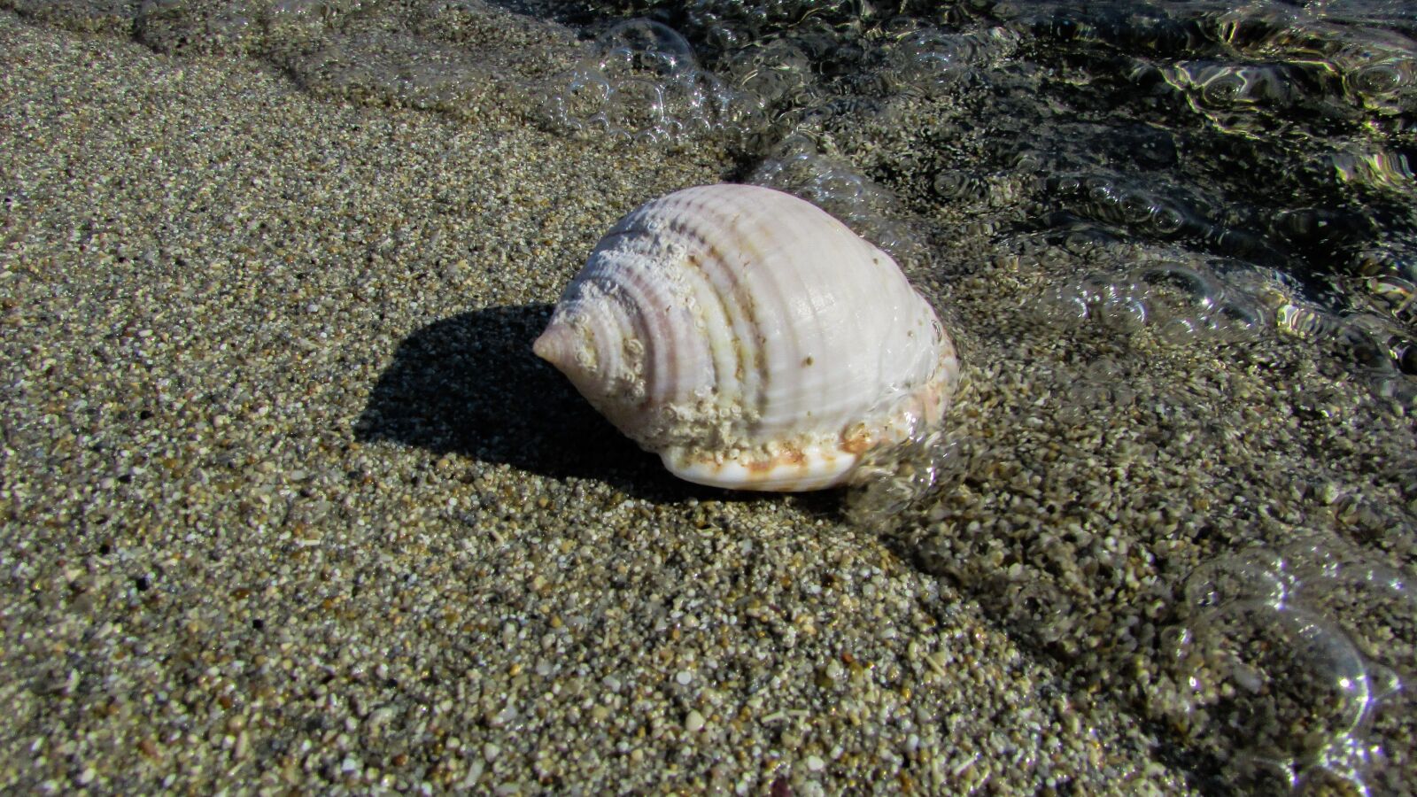 Canon PowerShot SX400 IS sample photo. Shell, beach, sea photography