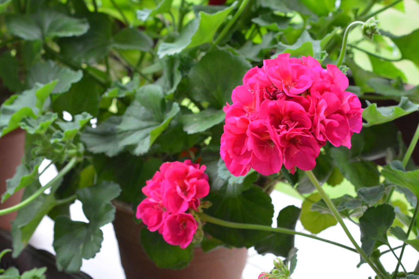 Nikon D5200 sample photo. Geranium, geraniums, flowers photography