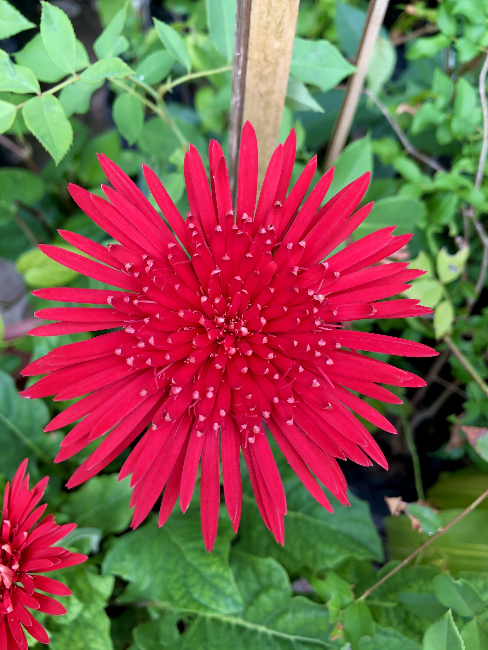 iPhone X back dual camera 4mm f/1.8 sample photo. Flower, red, garden photography