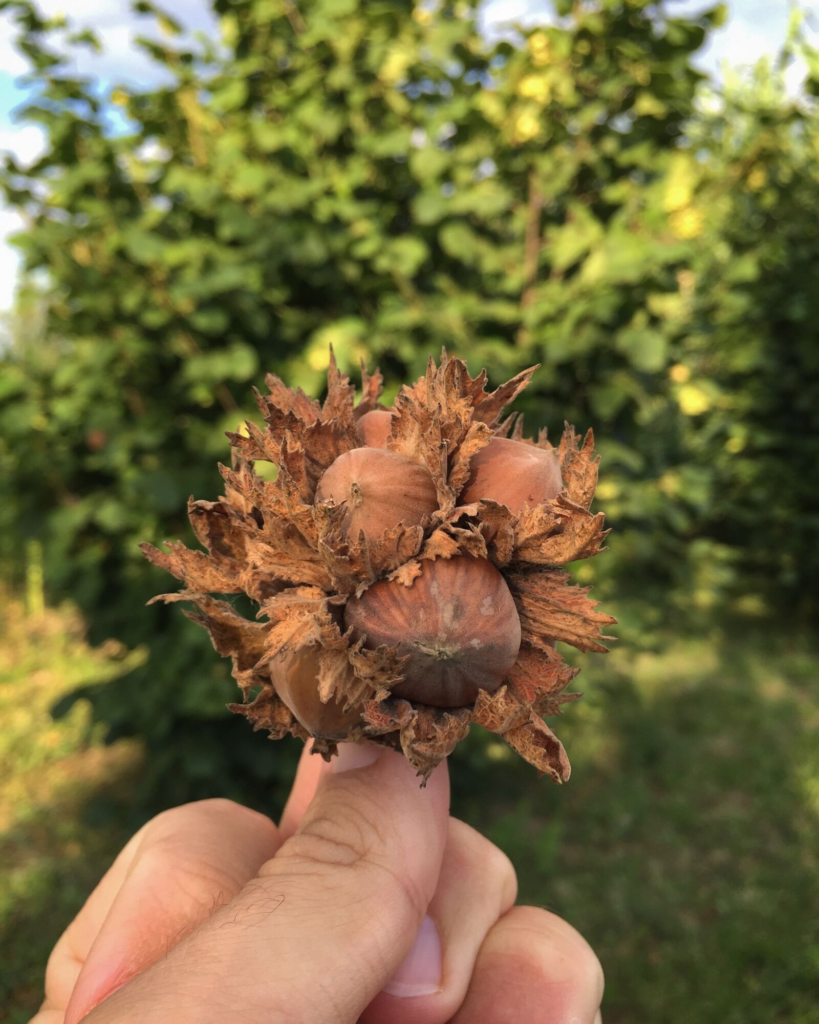 Apple iPhone 6 sample photo. Hazel, close, hand photography