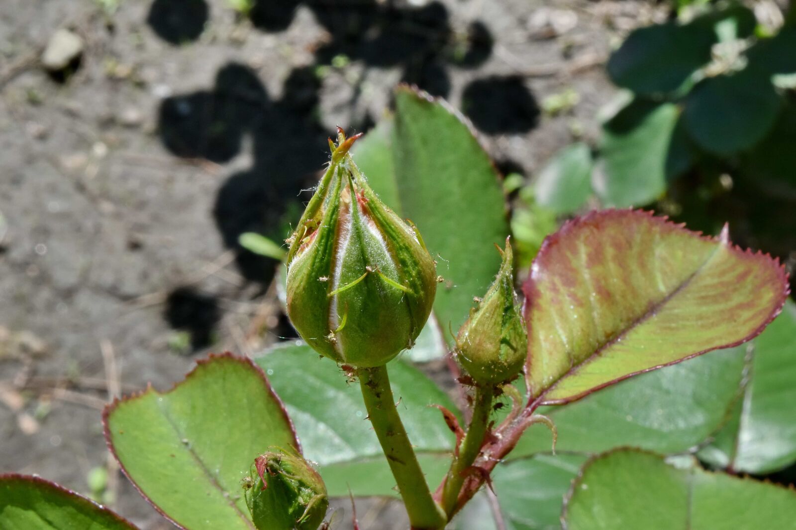Nikon D5500 sample photo. Green leaves, greenery, plant photography