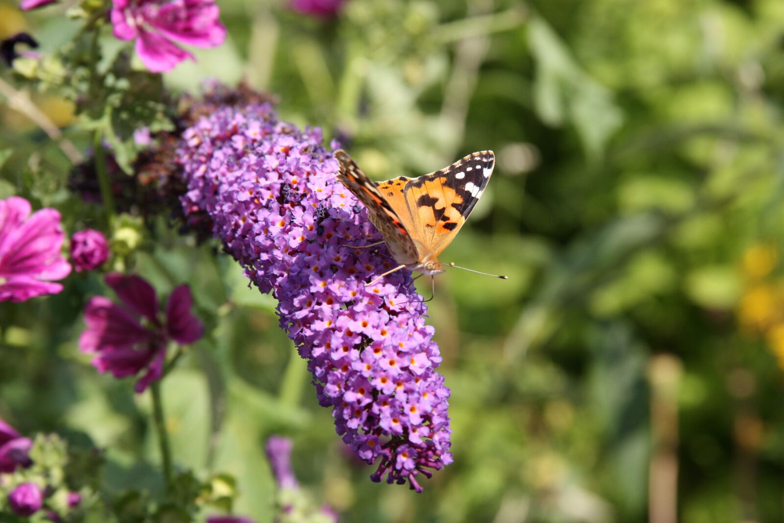 Canon EOS 450D (EOS Rebel XSi / EOS Kiss X2) sample photo. Butterfly, insect, animal photography