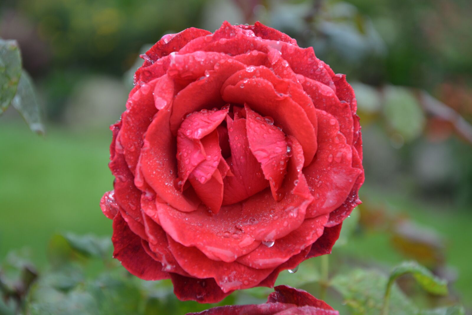 Nikon D5200 sample photo. Red rose, pink, red photography