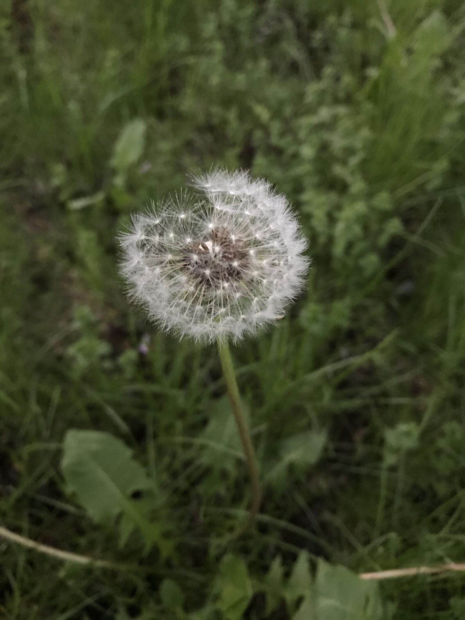 iPhone 7 back camera 3.99mm f/1.8 sample photo. Spring, grass, plant photography