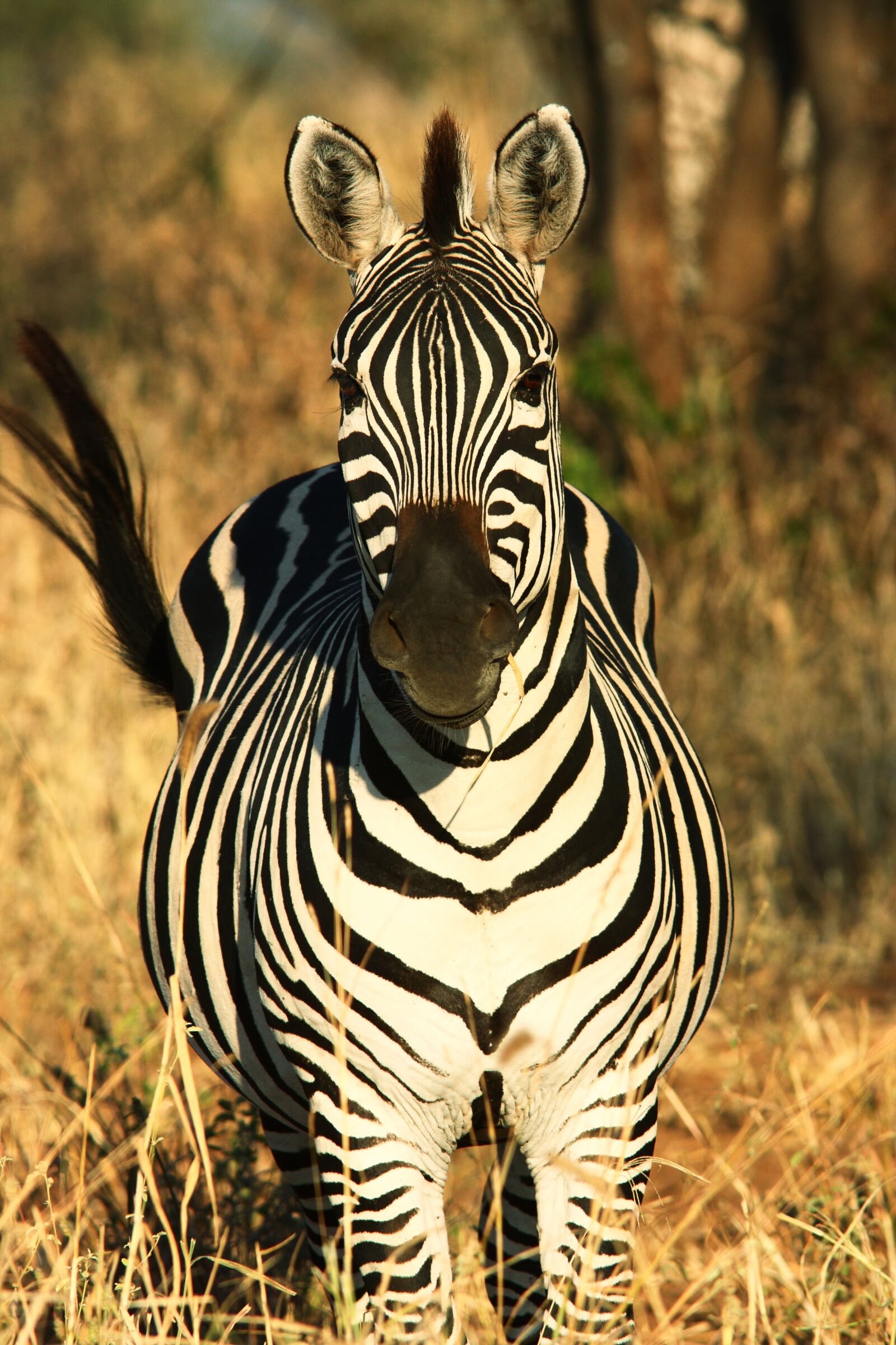 Canon EOS 40D sample photo. Zebra, africa, animal world photography