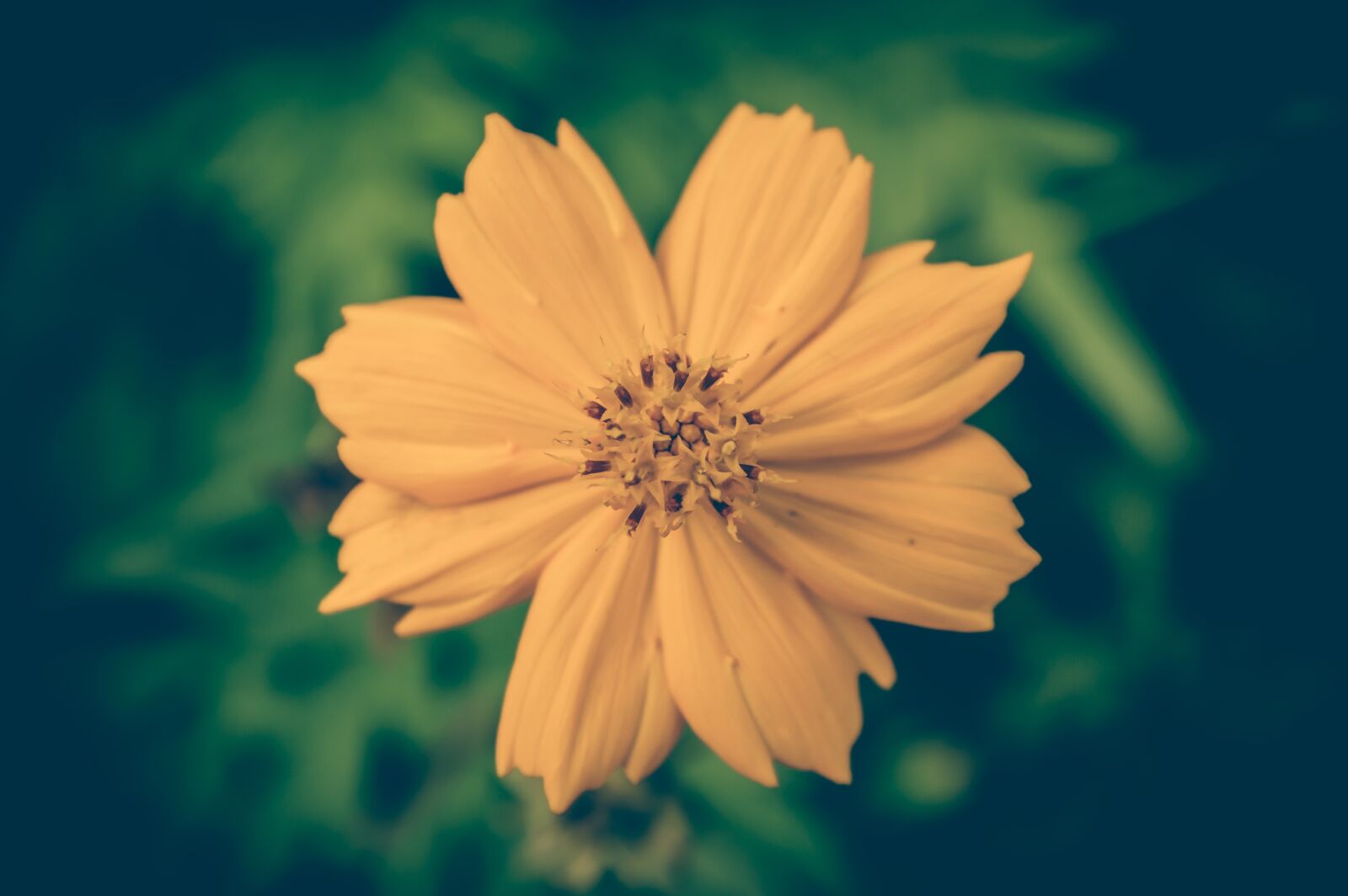 Nikon D3200 sample photo. Cosmea, vintage, flower photography