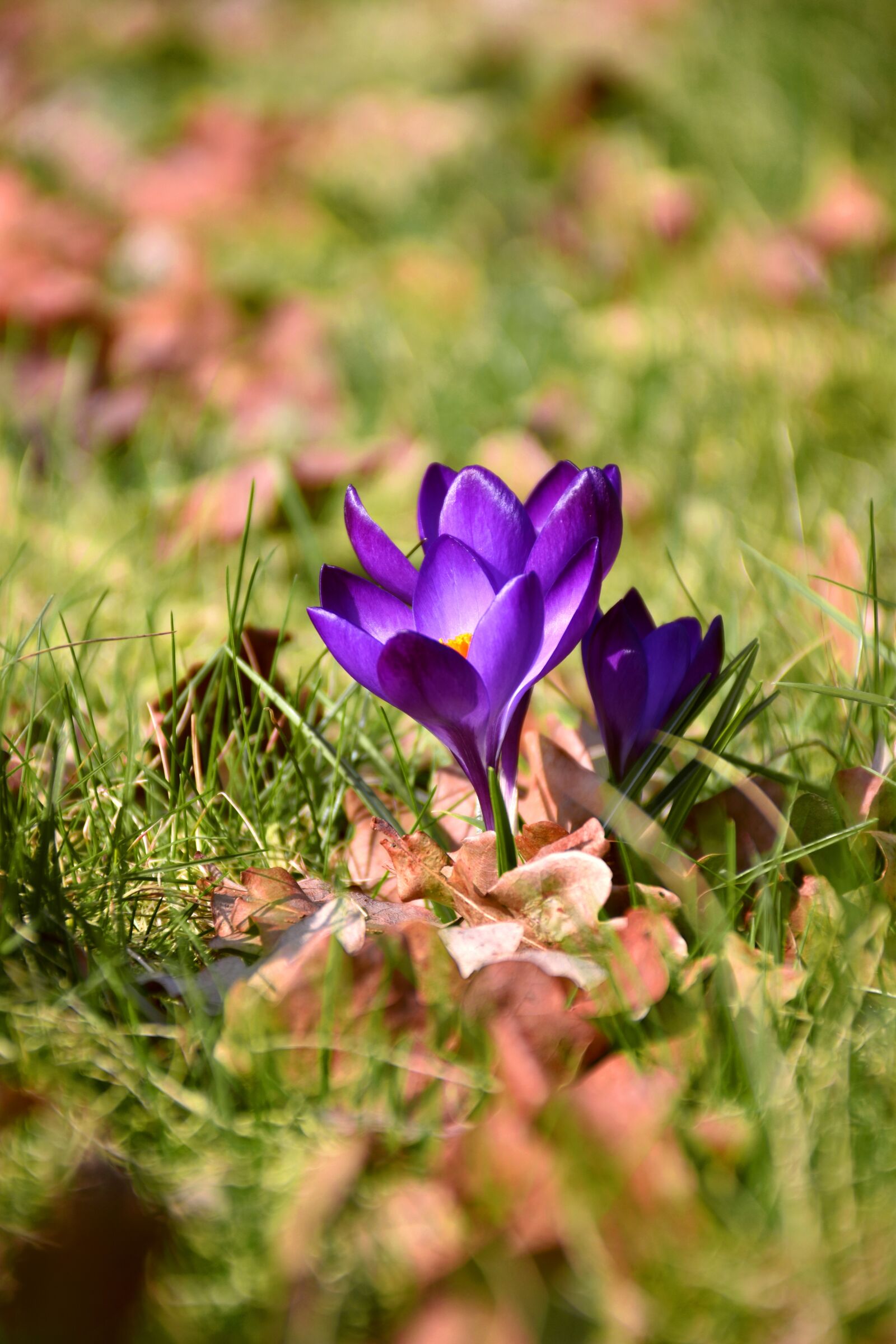 Nikon D5500 sample photo. Crocus, spring flower, blossom photography