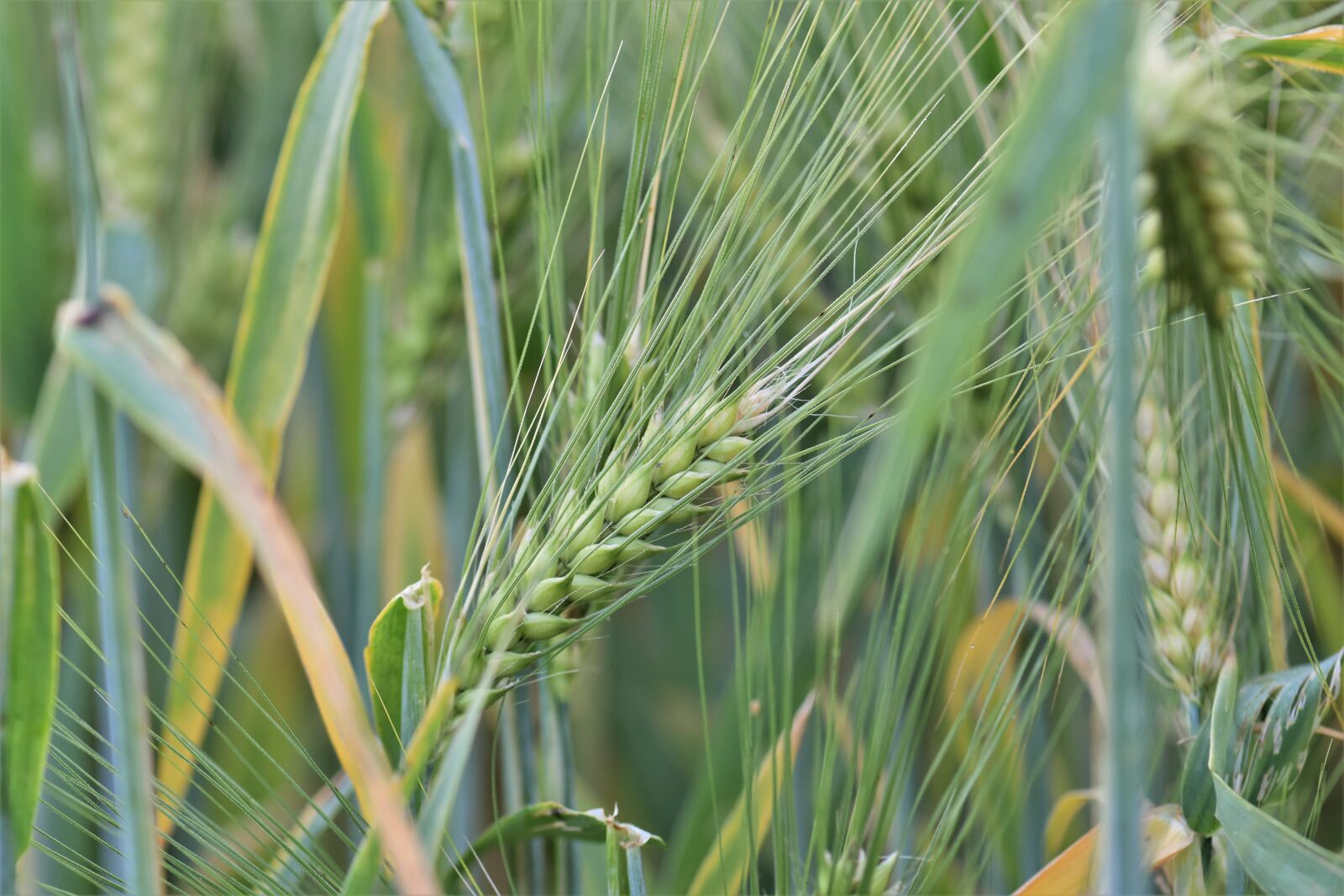 Nikon D5500 sample photo. Wheat, winter wheat, cereals photography