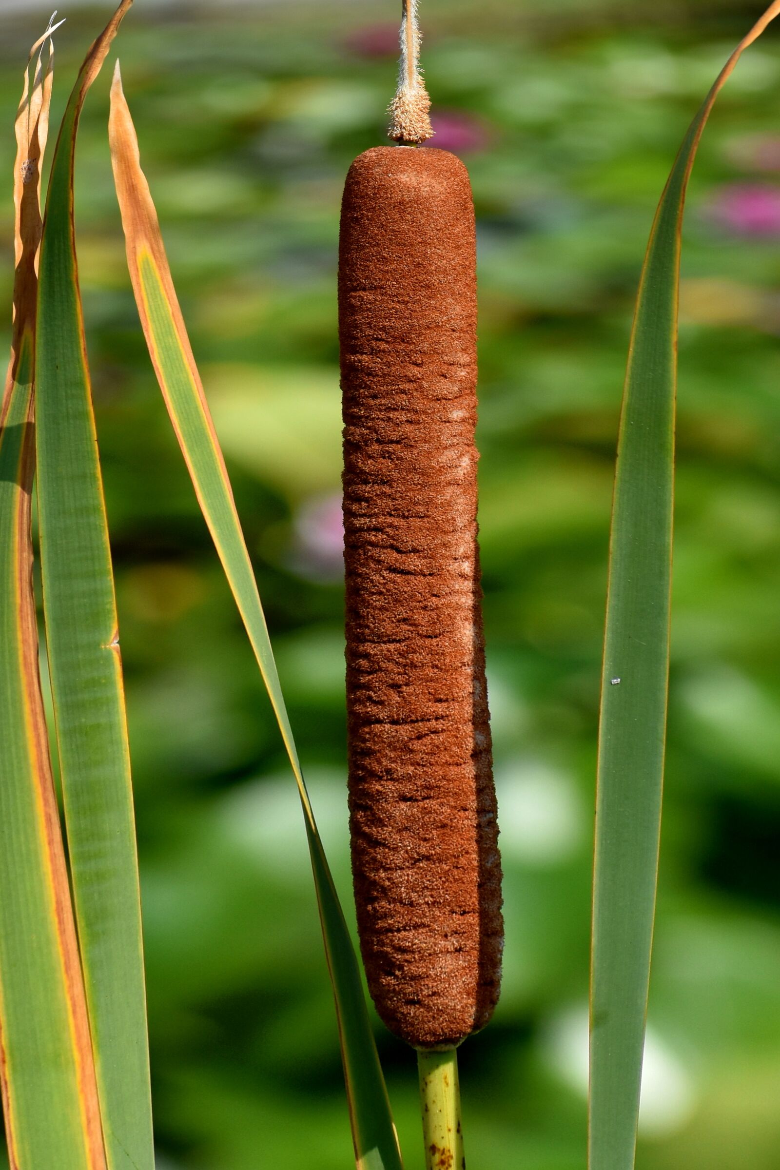 Nikon D3500 sample photo. Cattail, bulrush, plant photography