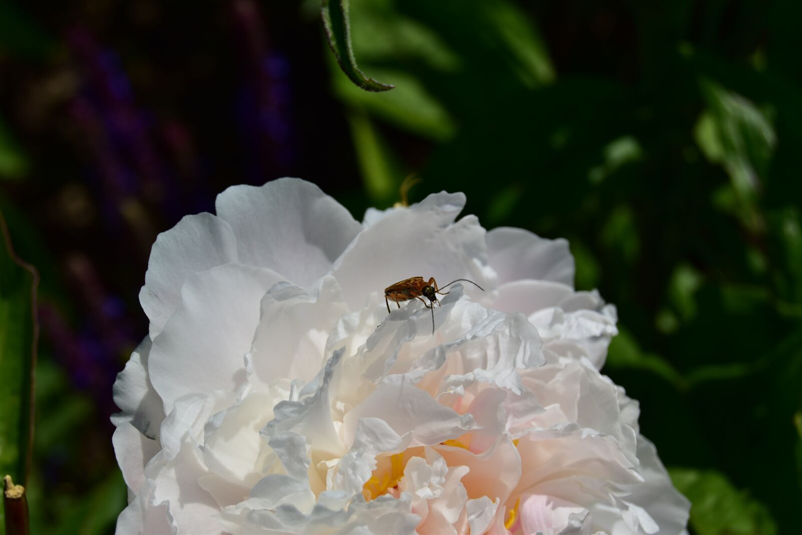 Nikon D5600 sample photo. Beetle on white rose photography