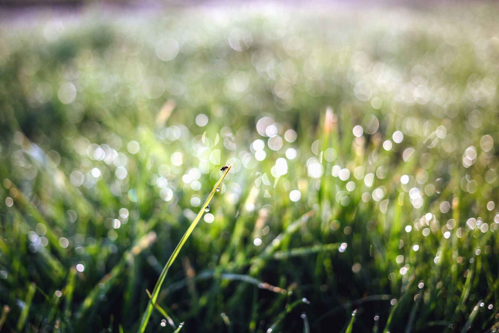 Canon EOS 6D sample photo. Grass, leaf, plant, water photography