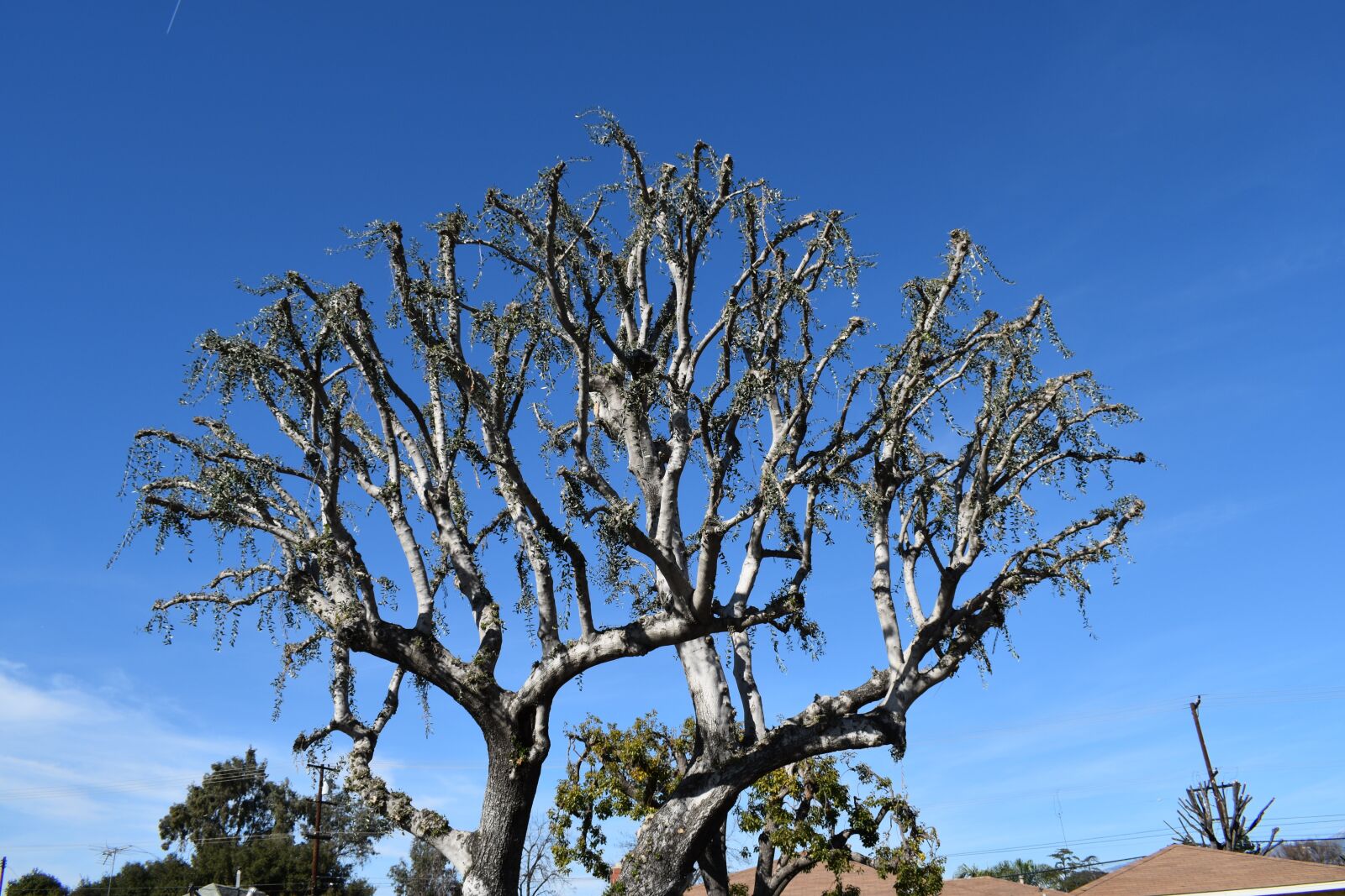 Nikon D3500 sample photo. Tree, prune, spring photography