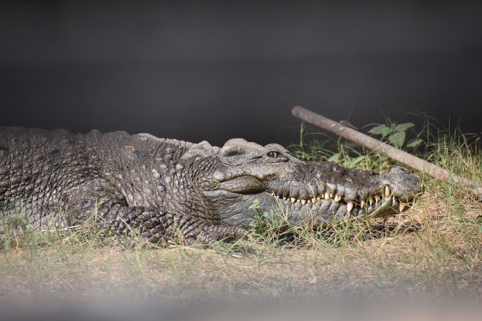 Nikon D3400 sample photo. Crocodile, crooks, eye photography