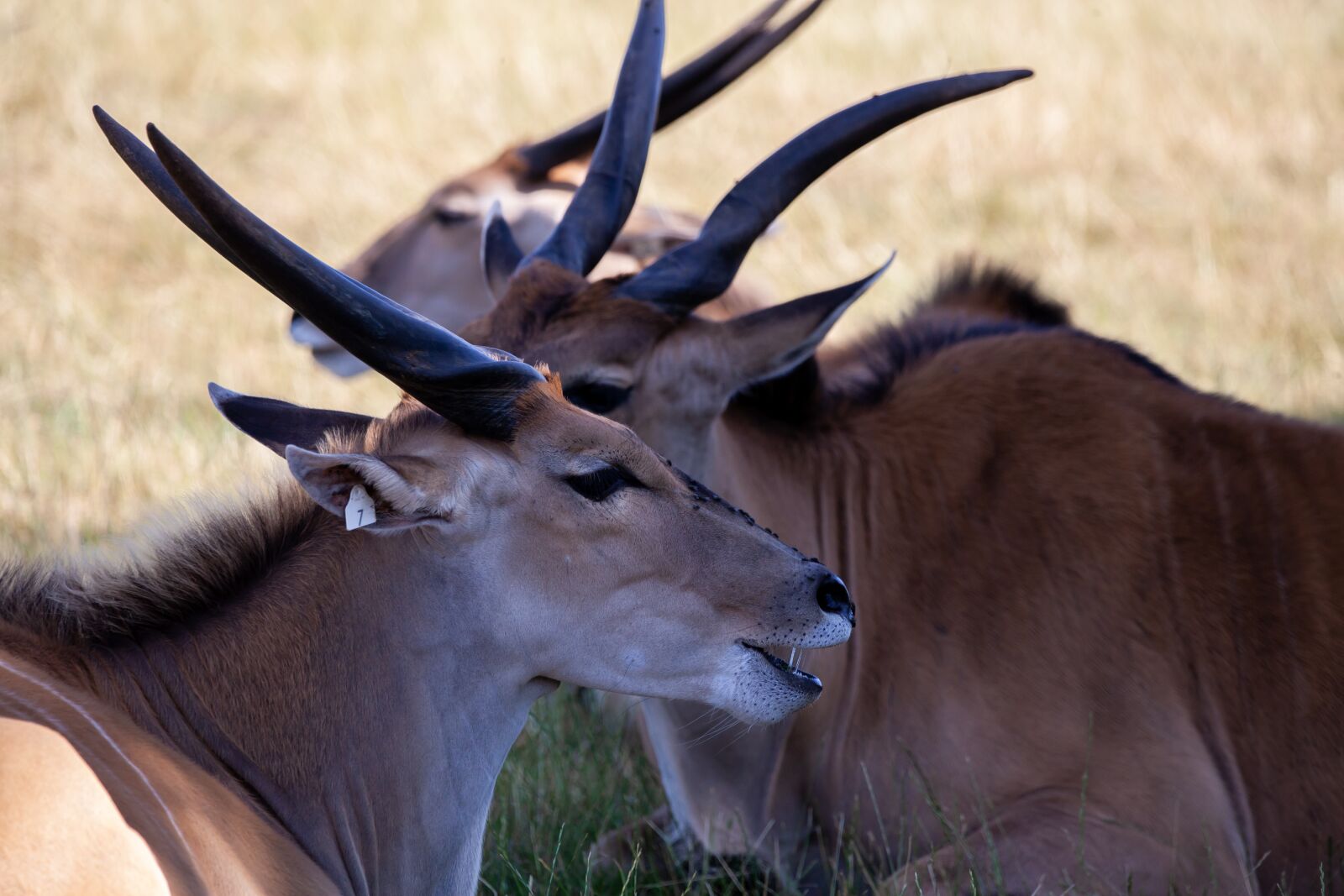 150-600mm F5-6.3 DG OS HSM | Contemporary 015 sample photo. Common eland, taurotragus oryx photography