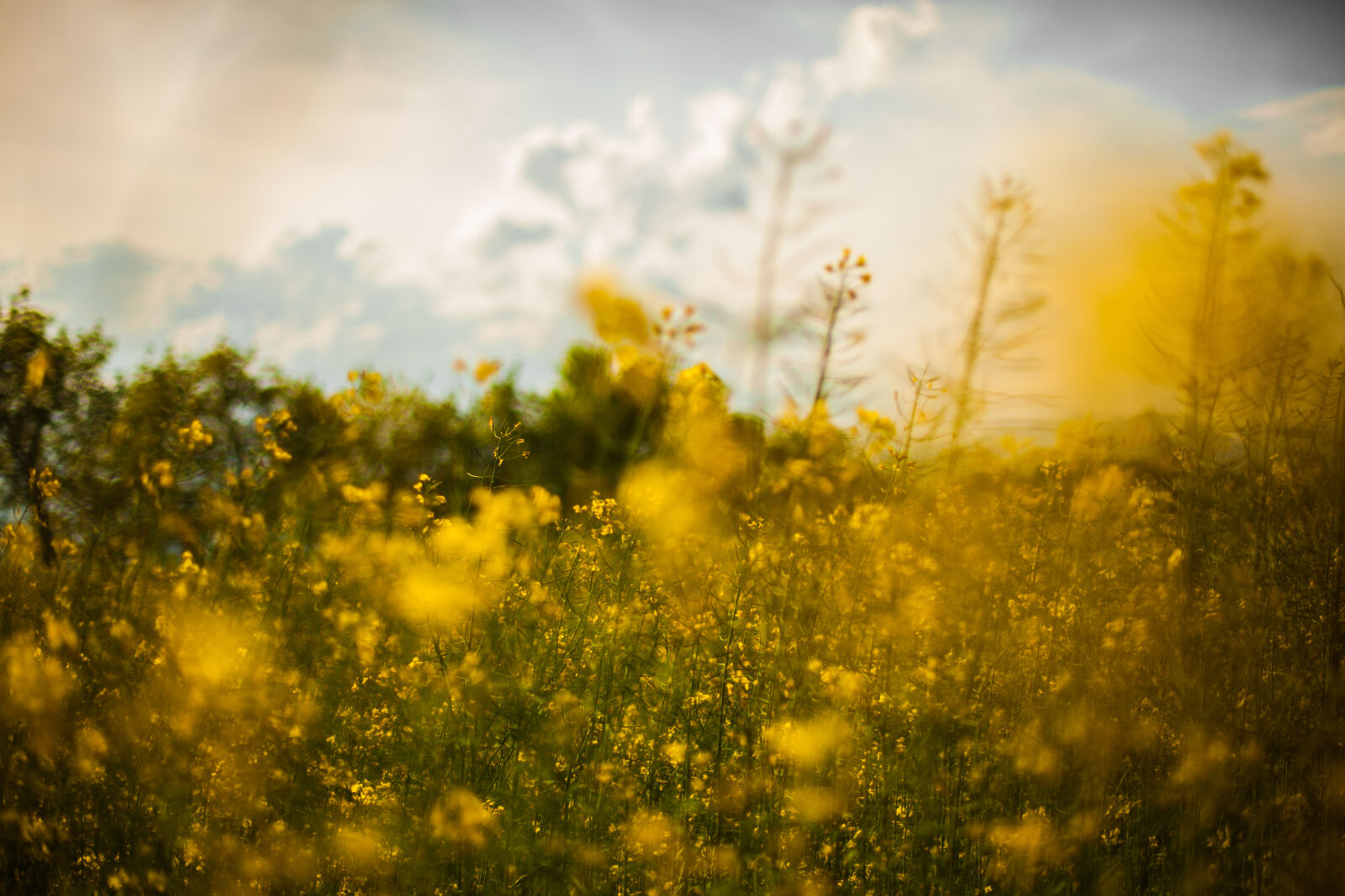 Canon EOS 5D Mark II sample photo. Country, field, flora, floral photography
