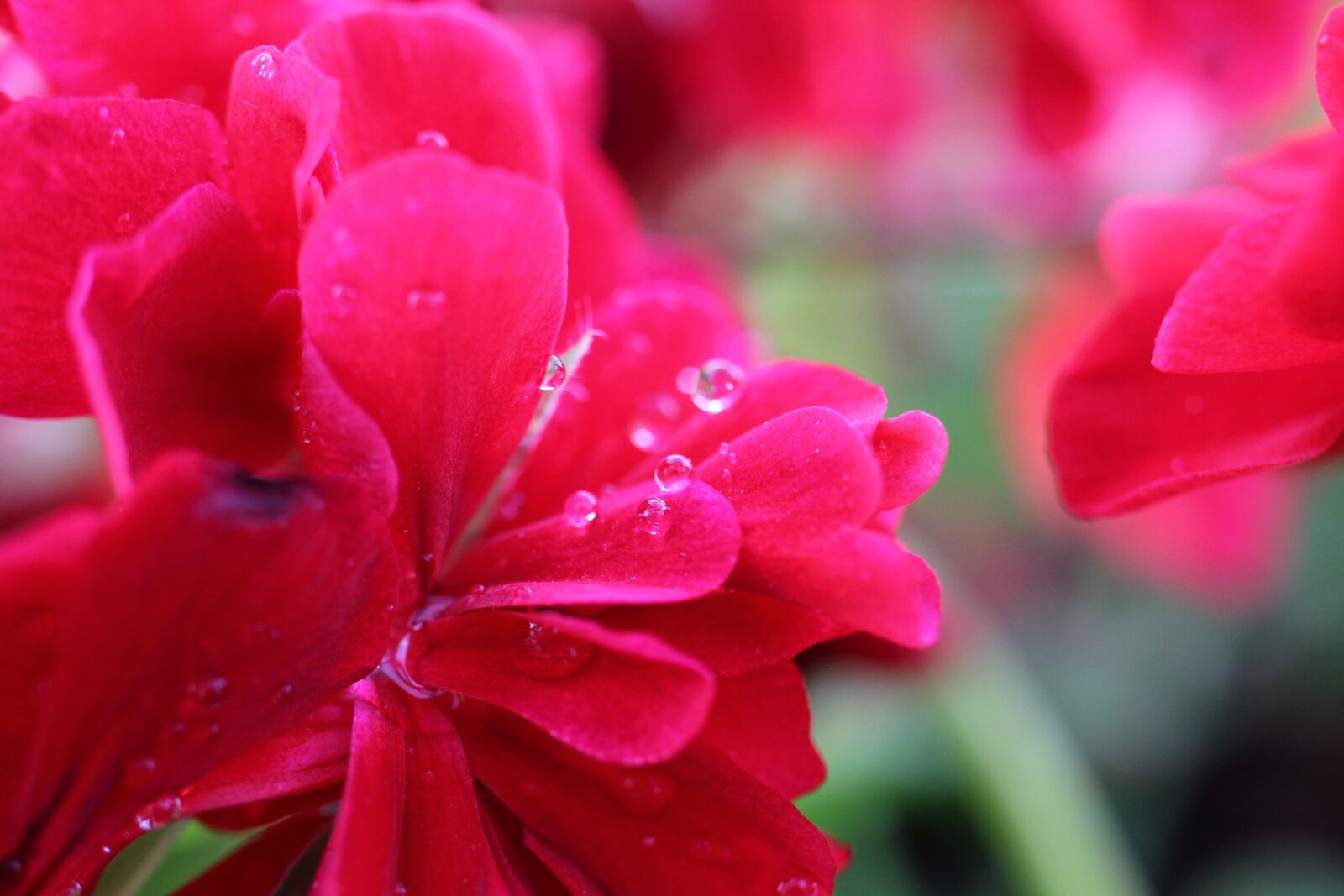 Canon EOS 550D (EOS Rebel T2i / EOS Kiss X4) sample photo. Geranium, flower, blossom photography