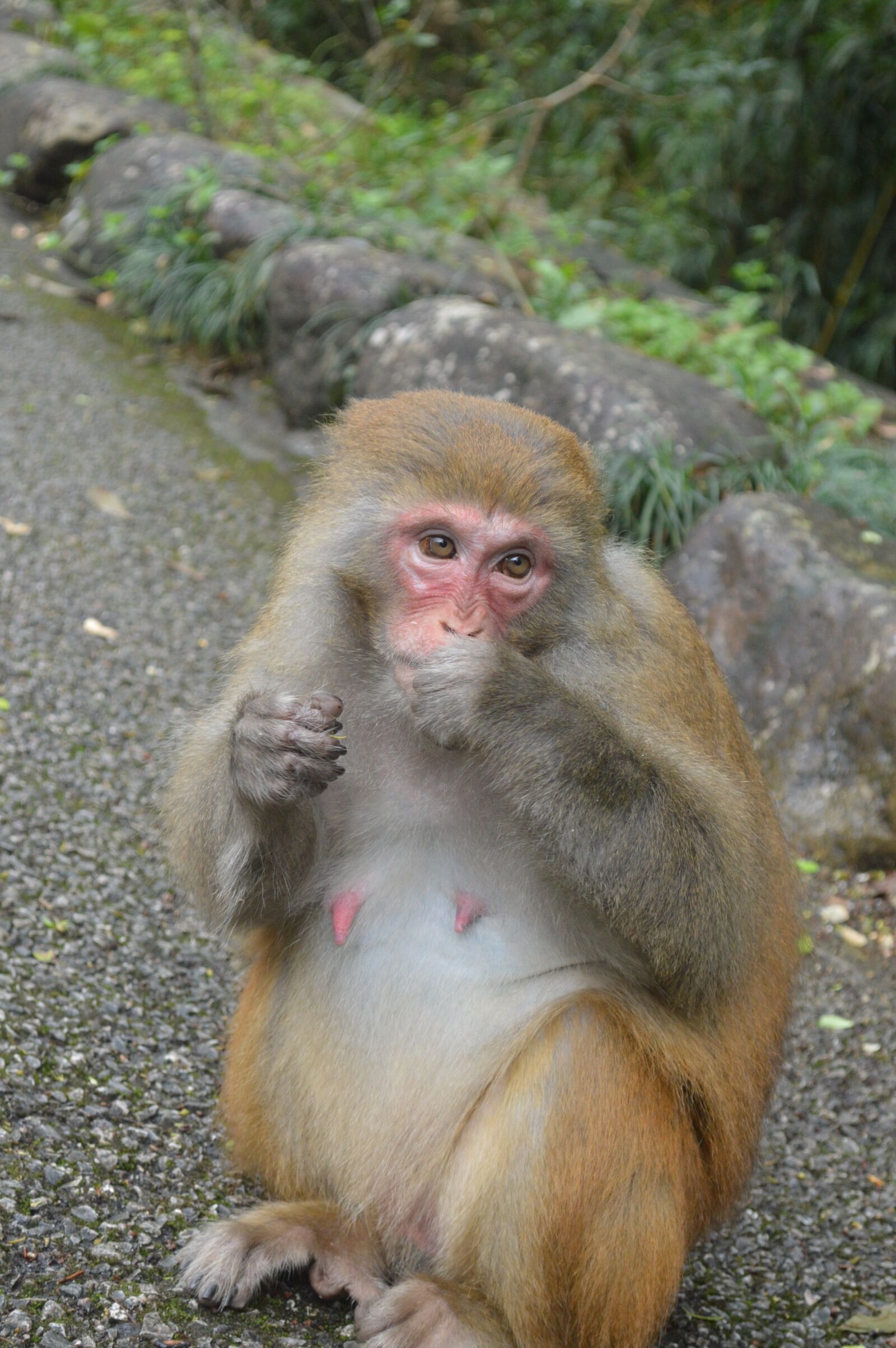 Nikon D3200 sample photo. Wild, monkey, sub photography