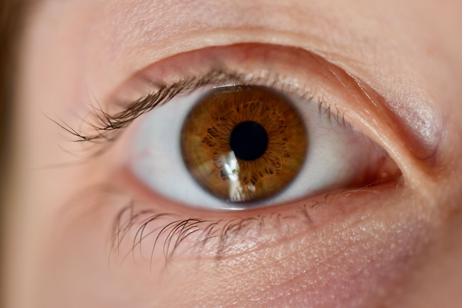 Nikon D5600 sample photo. Eye, iris, eyelashes photography