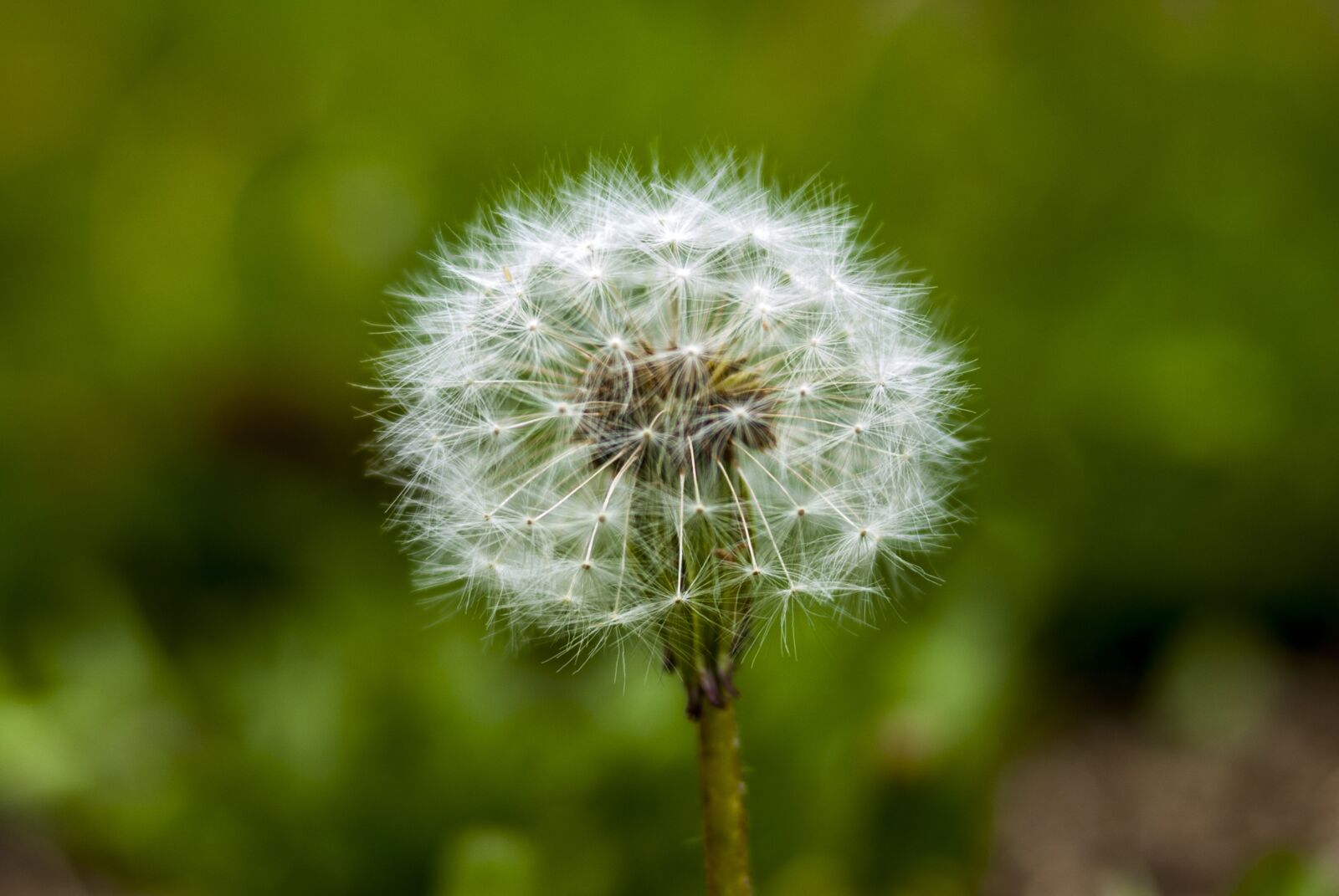 Nikon D60 sample photo. Dandelion, depth of field photography