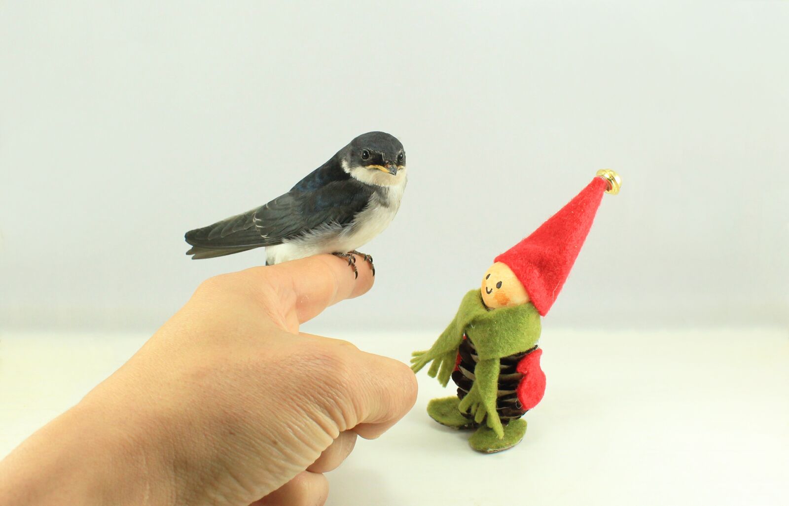 Canon EOS 1200D (EOS Rebel T5 / EOS Kiss X70 / EOS Hi) sample photo. Bird, elf, fungus photography