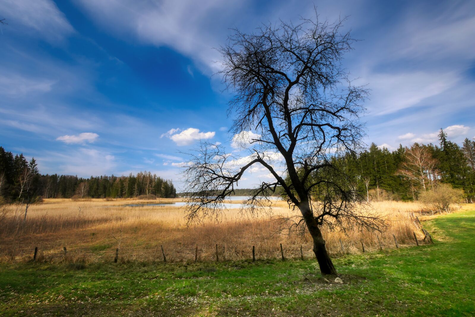 Panasonic Lumix DMC-GX8 sample photo. Tree, glade, forest photography