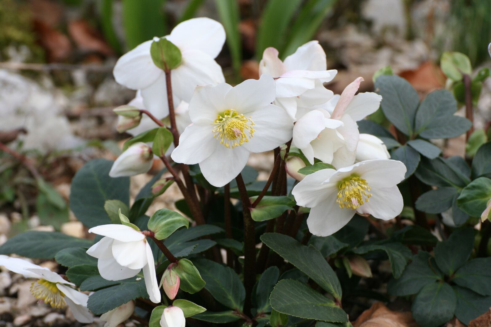 Canon EOS 350D (EOS Digital Rebel XT / EOS Kiss Digital N) sample photo. Christmas rose, winterblueher, anemone photography