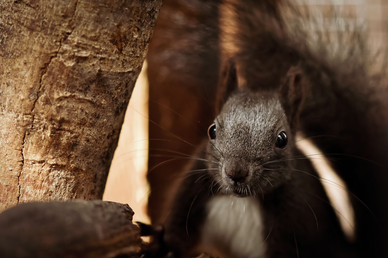 Nikon D7200 sample photo. Squirrel, young animal, young photography