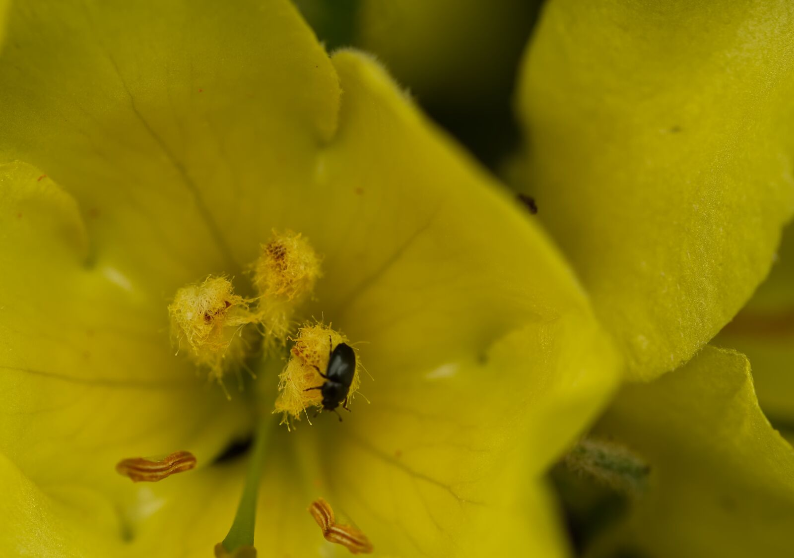 Nikon D5500 sample photo. Mullein, yellow, flower photography