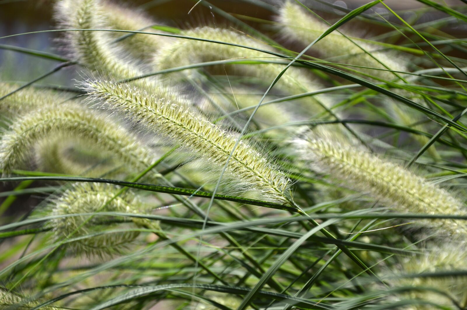 Nikon D3200 sample photo. Grasses, nature, plant photography