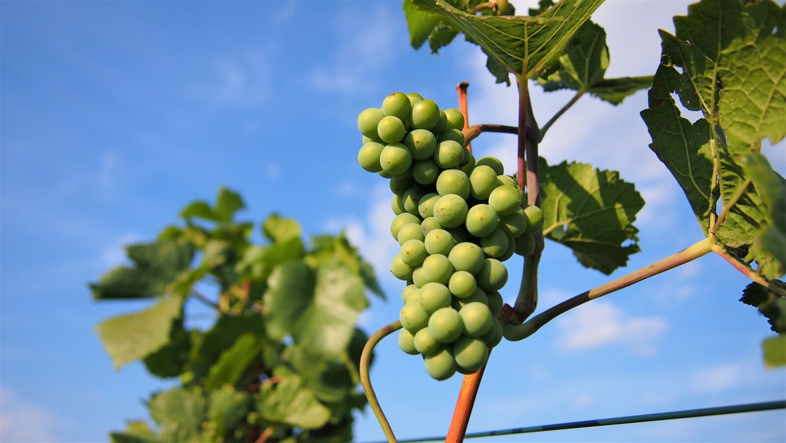 Olympus PEN E-PM1 sample photo. Grapes, wine, fruit photography