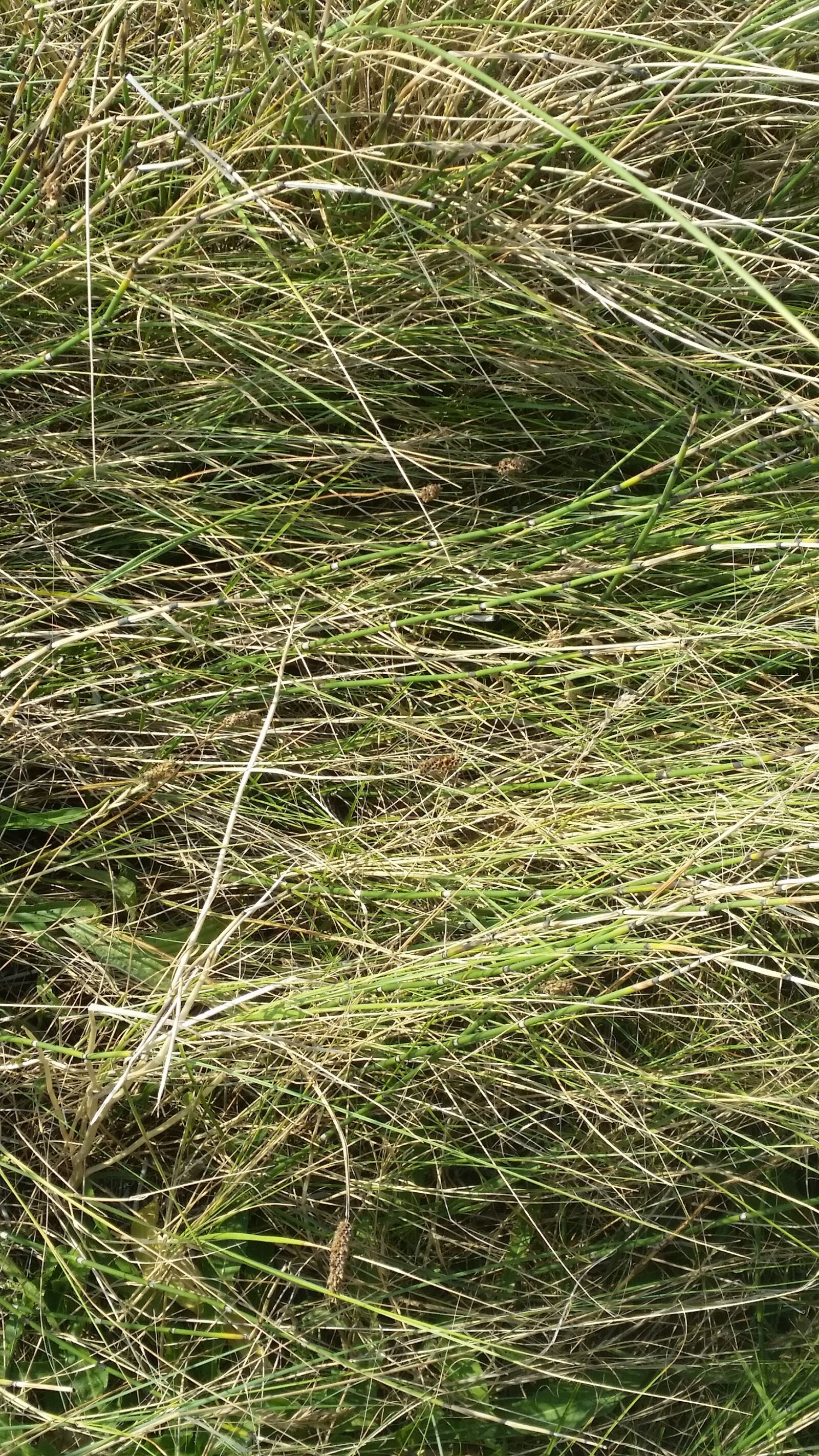 Samsung Galaxy S5 sample photo. Grass, dune grass, sea photography