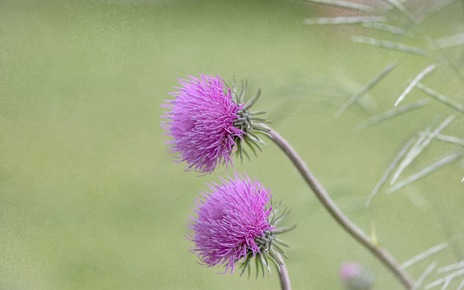 Nikon D750 sample photo. Flowers, wildflowers, wild flowers photography