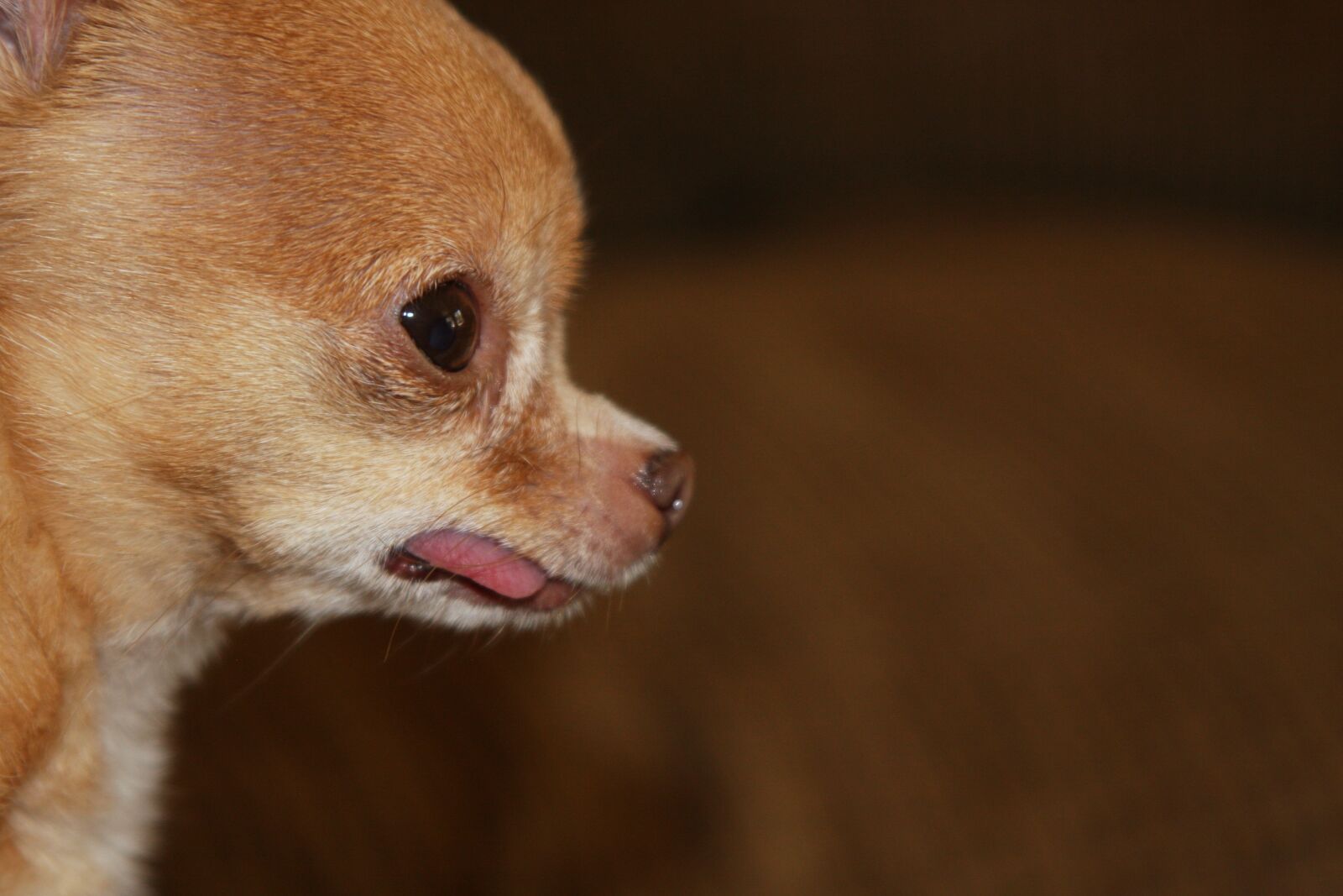 Canon EOS 40D sample photo. Tiny, chihuahua, purebred photography