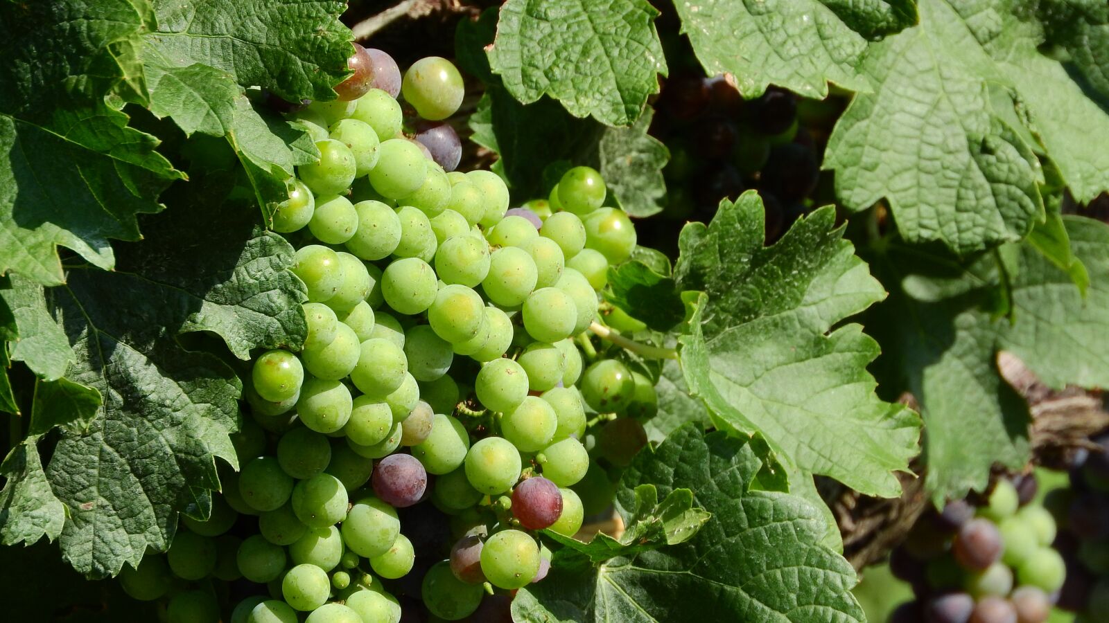 Nikon Coolpix P610 sample photo. Vineyard, grapevine, viticulture photography