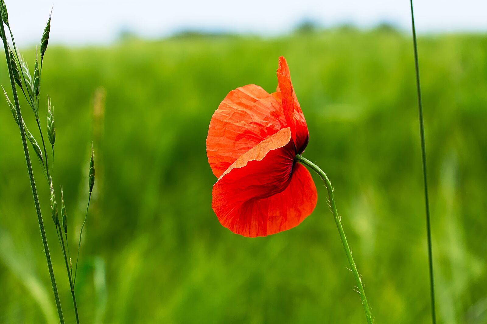 Canon EOS 450D (EOS Rebel XSi / EOS Kiss X2) sample photo. Poppy, blossom, bloom photography