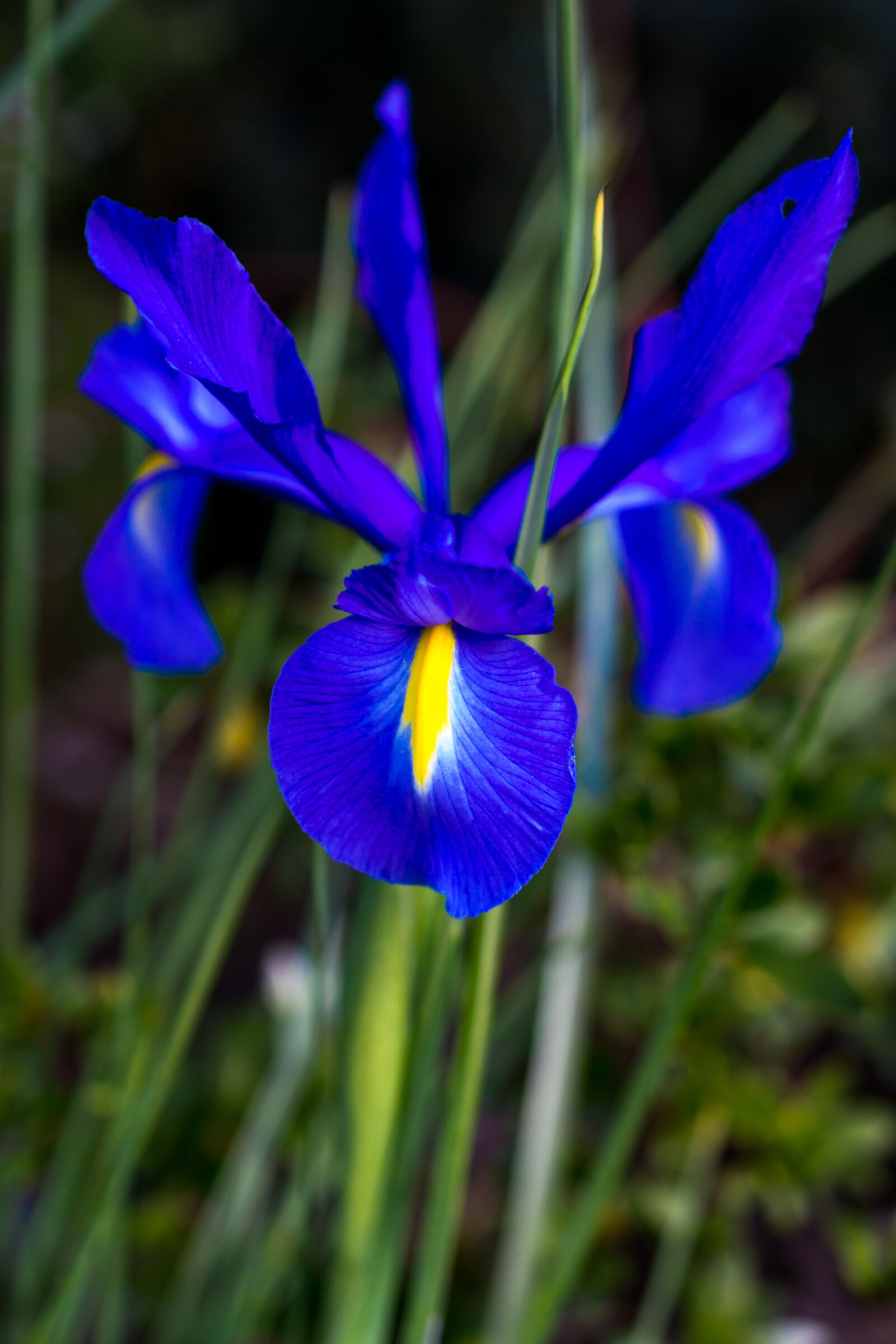 Nikon D3100 sample photo. Flower, iris, purple photography
