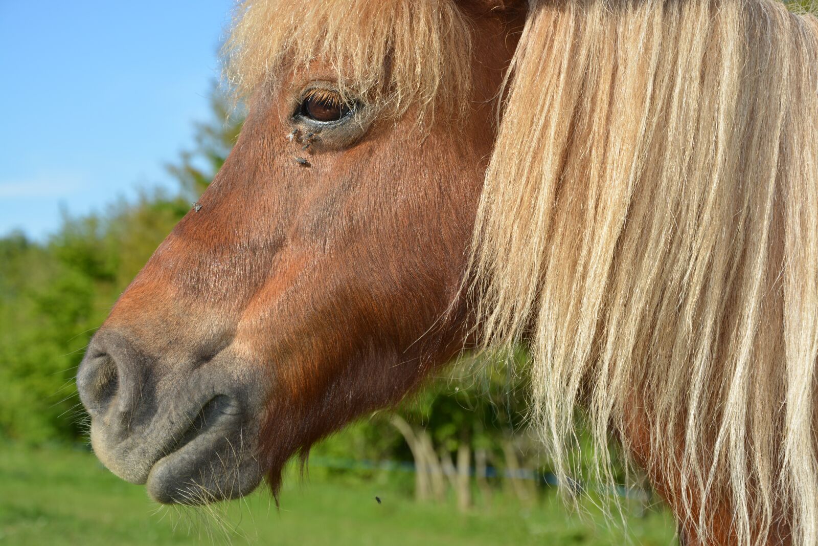 Nikon D5200 sample photo. Pony, shetland pony, portrait photography
