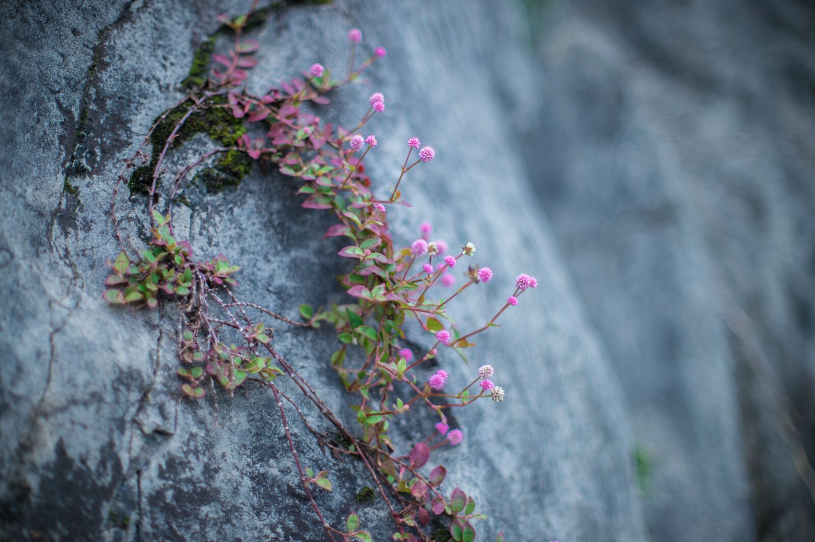 Nikon Df sample photo