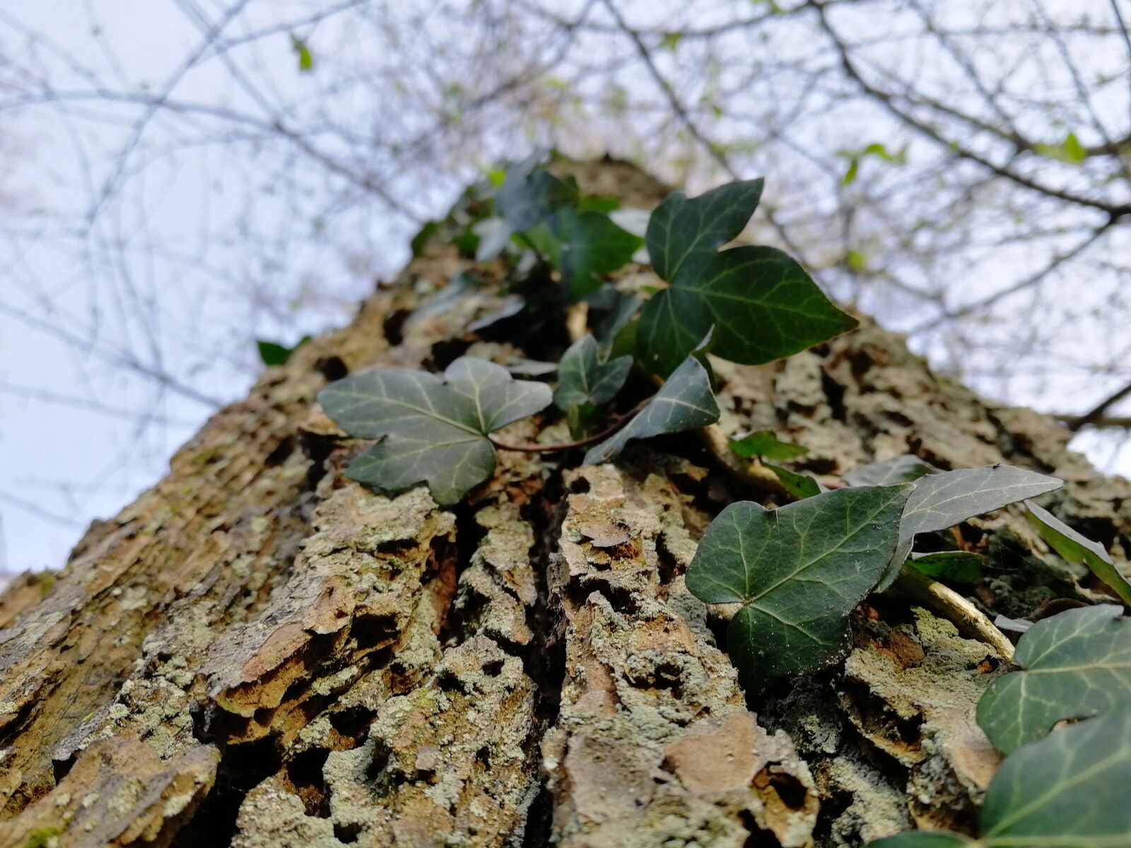 HUAWEI Honor 9 sample photo. Tree, nature, leaf photography