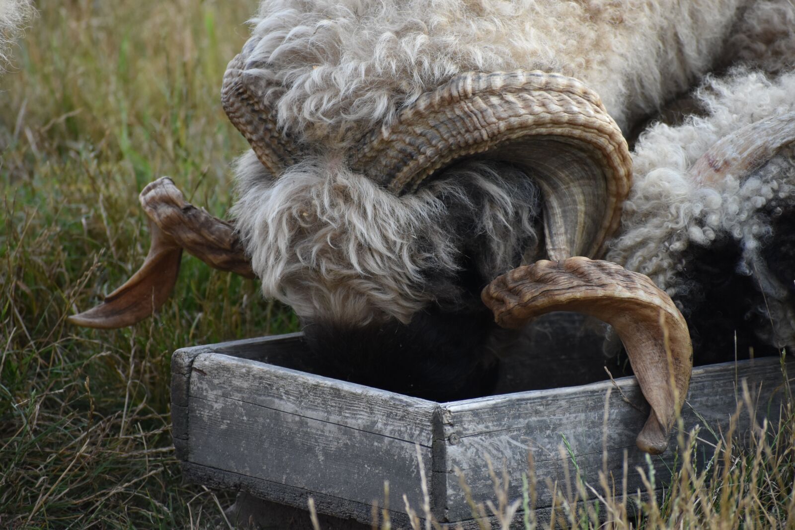 Nikon D3500 sample photo. Goat, horns, food photography