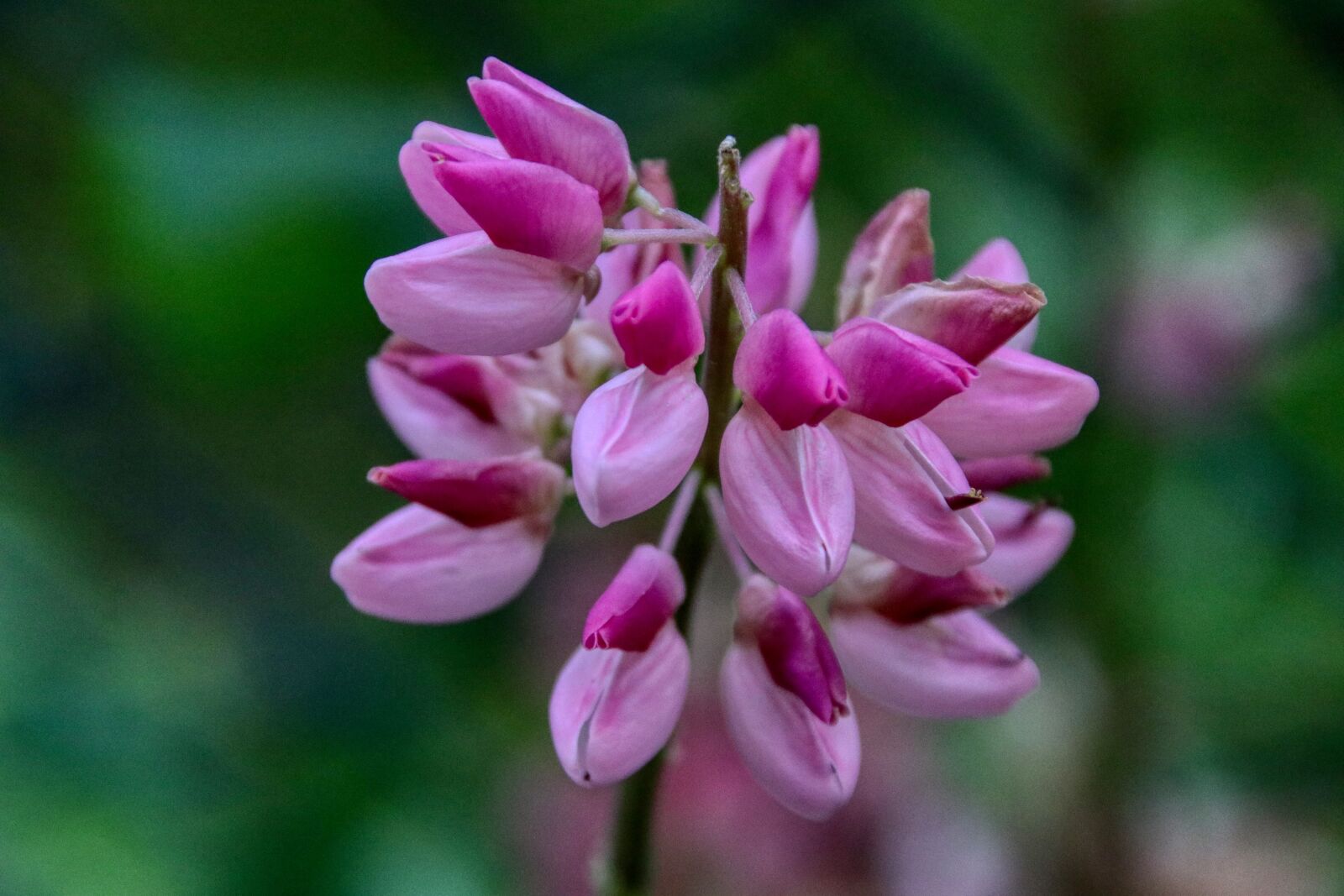 Canon EOS 80D sample photo. Flower, flourished, nature photography