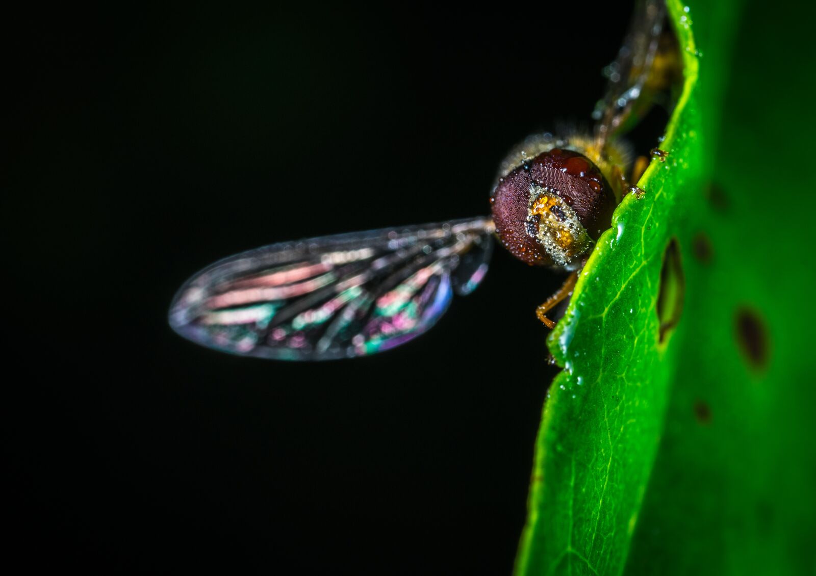 #124 65/2.8 sample photo. Insect, nature, bespozvonochnoe photography