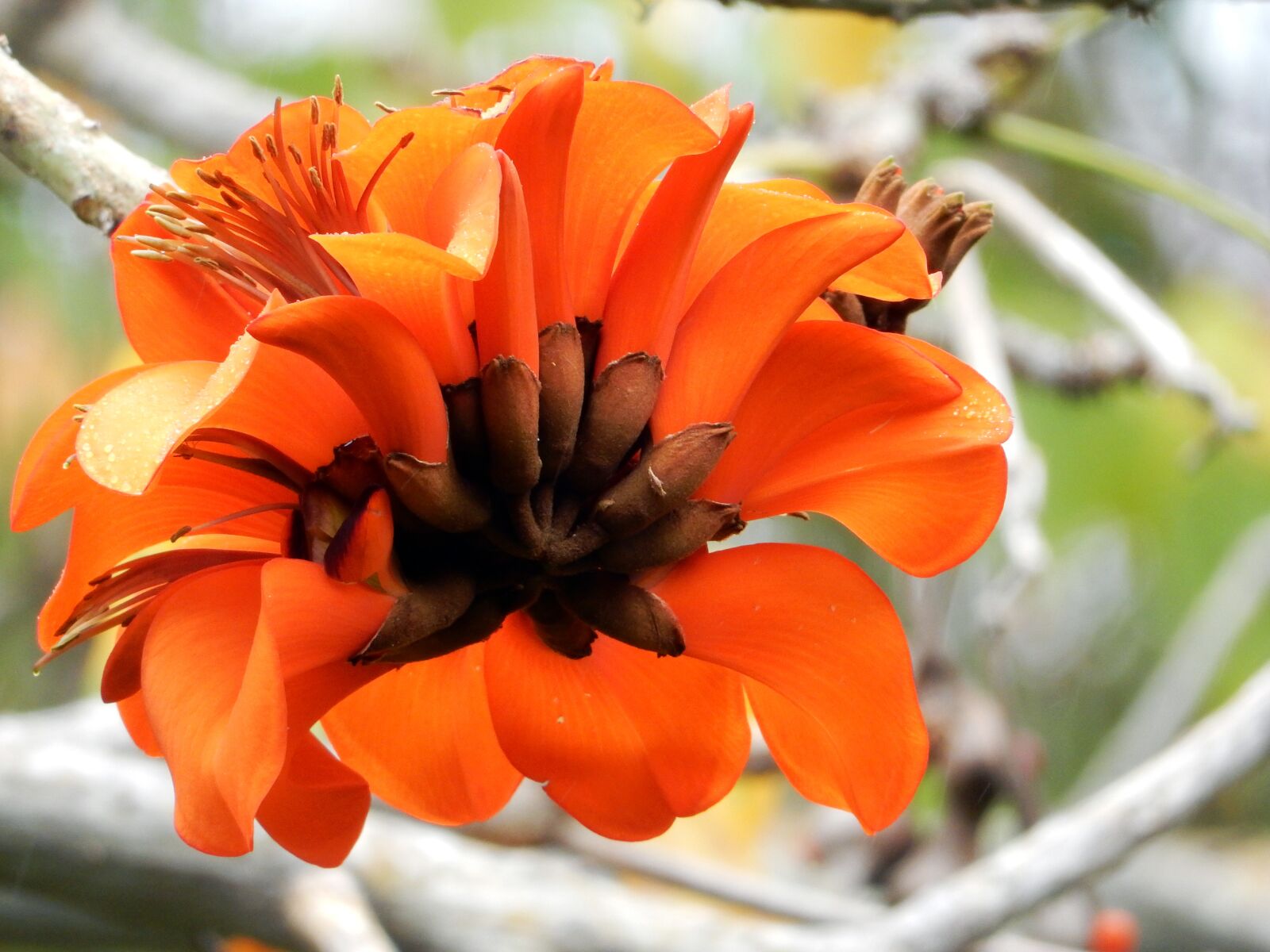Nikon Coolpix S9700 sample photo. Korallenbaum, tenerife, nature photography