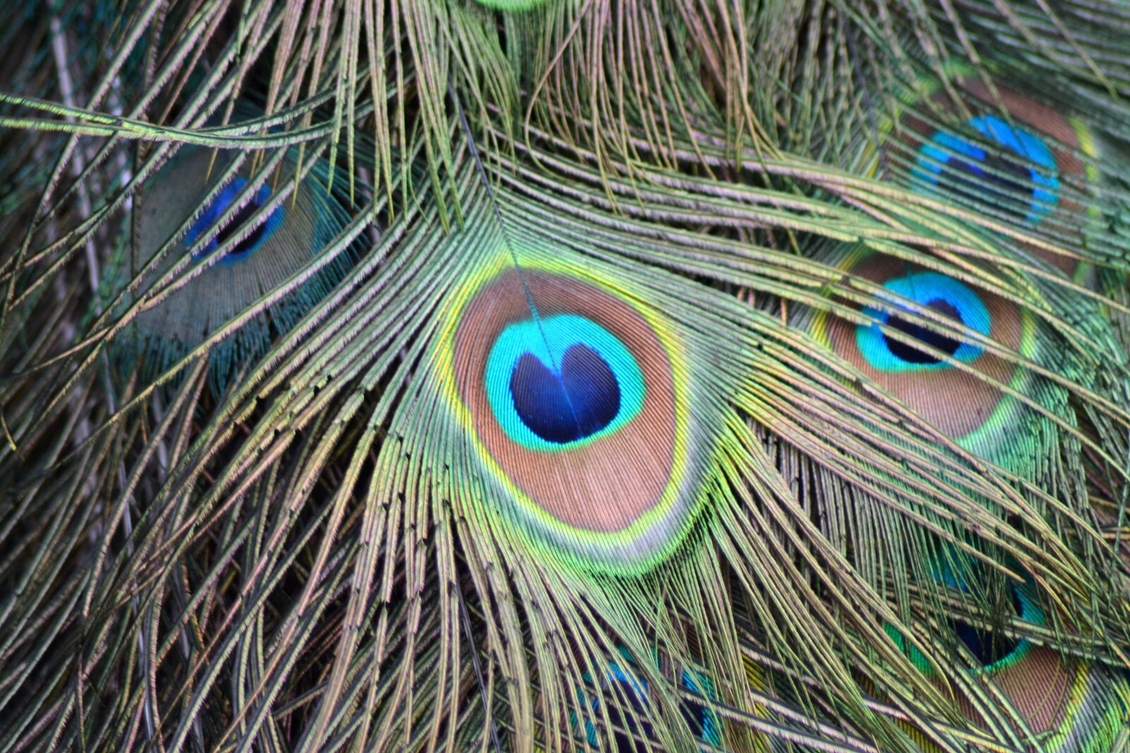 Nikon D3100 sample photo. Peacock, feather, peacock feather photography