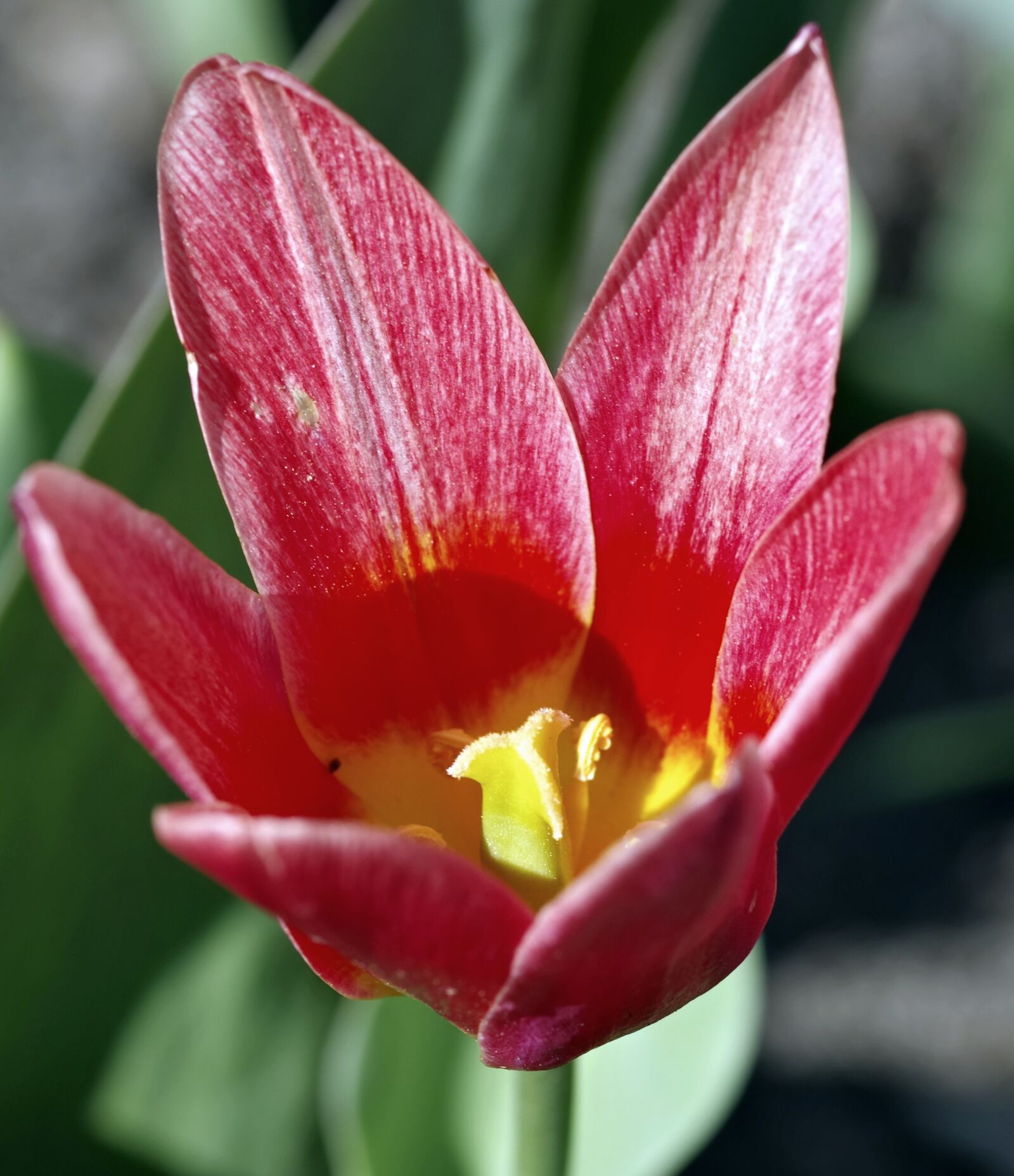 Pentax K-S2 sample photo. Tulip, red, the interior photography