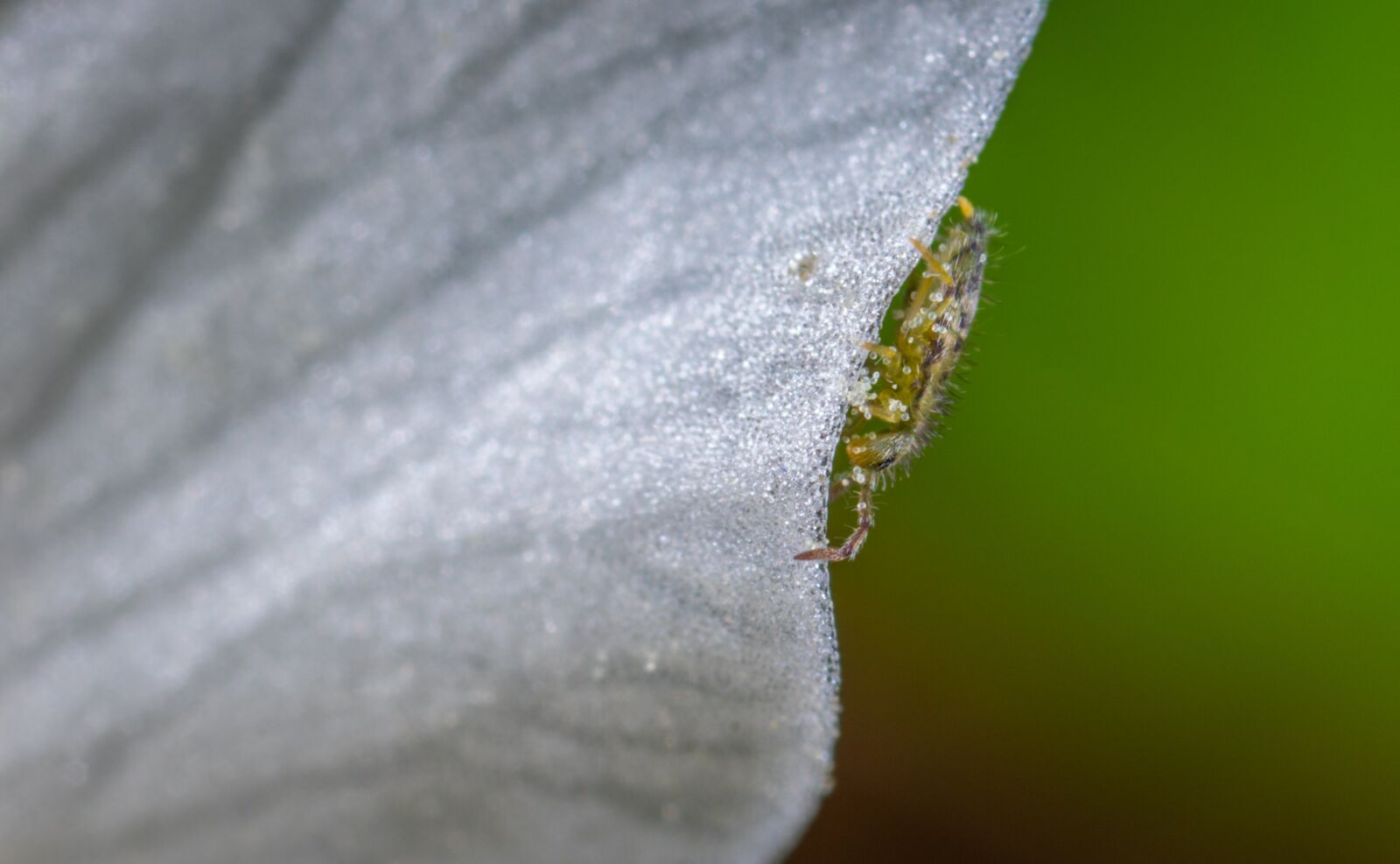#124 65/2.8 sample photo. Insect, macro, petal photography