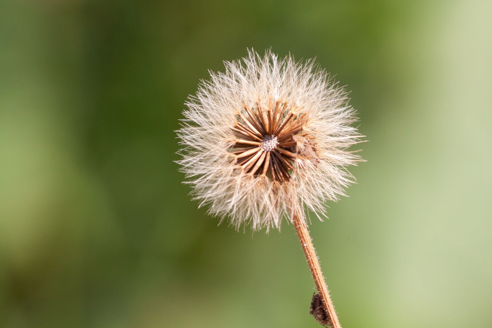 Canon EOS 50D sample photo. Infructescence, seeds, ball photography