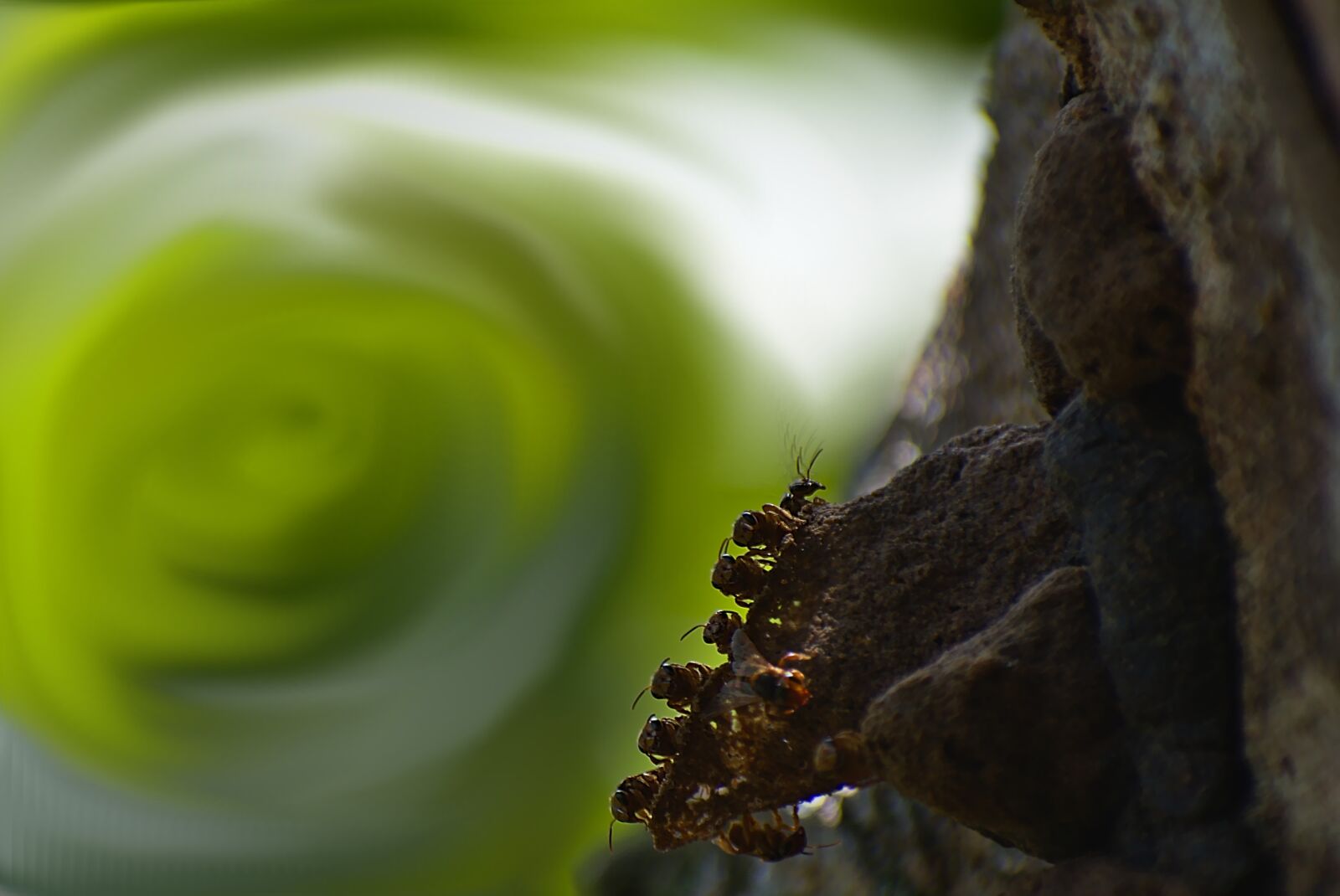 Nikon D7200 sample photo. Bees, insects, nature photography