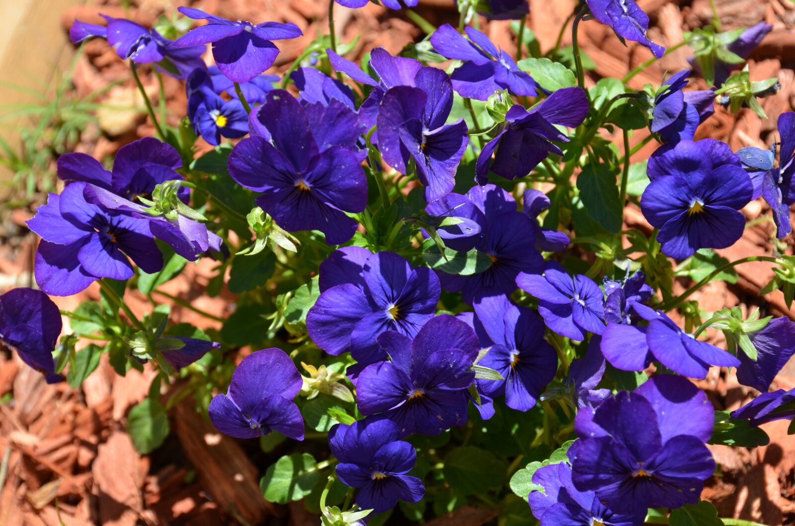 Nikon D7000 sample photo. Viola, flower, garden photography