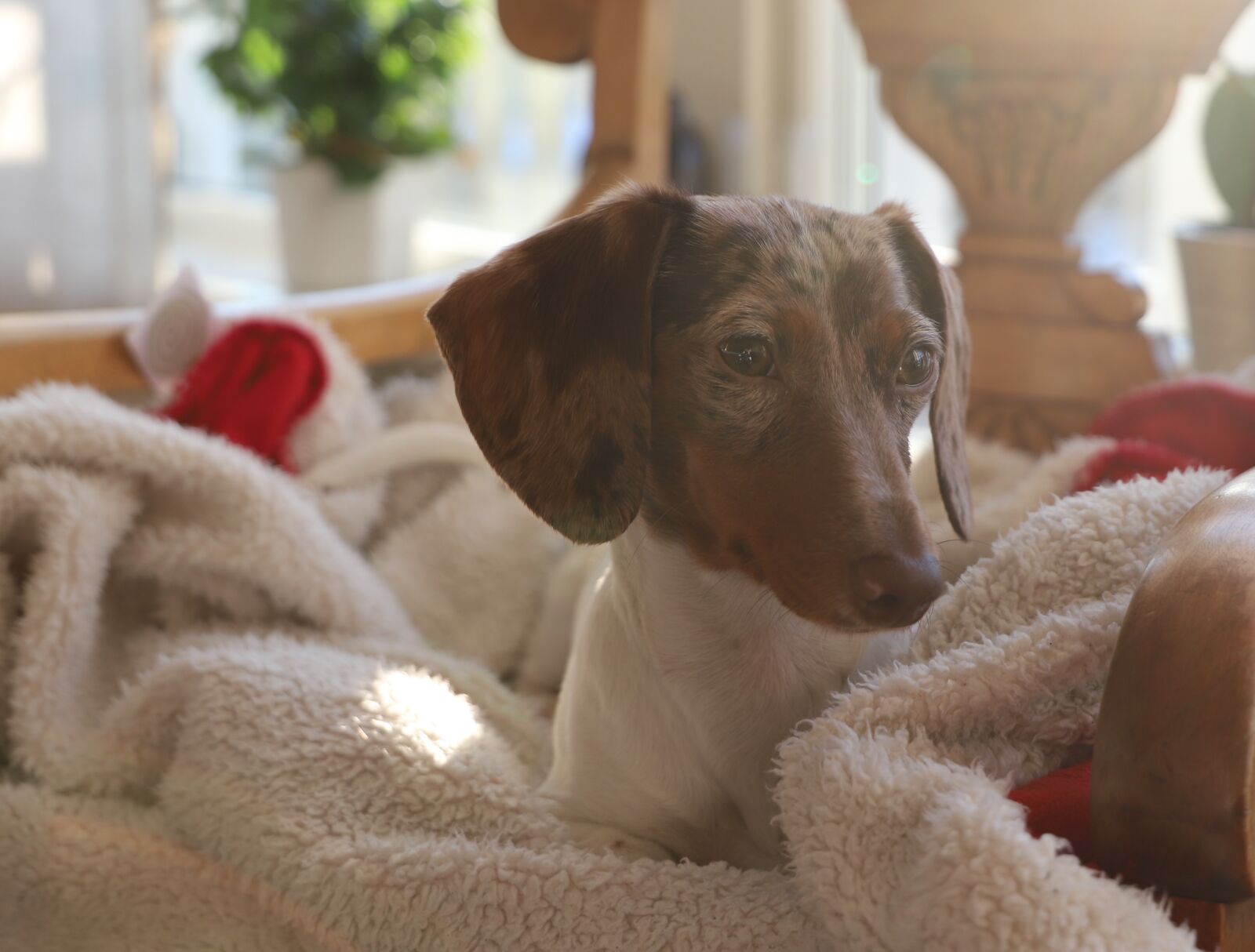 Canon EOS 6D Mark II sample photo. Dog, cute, pet photography